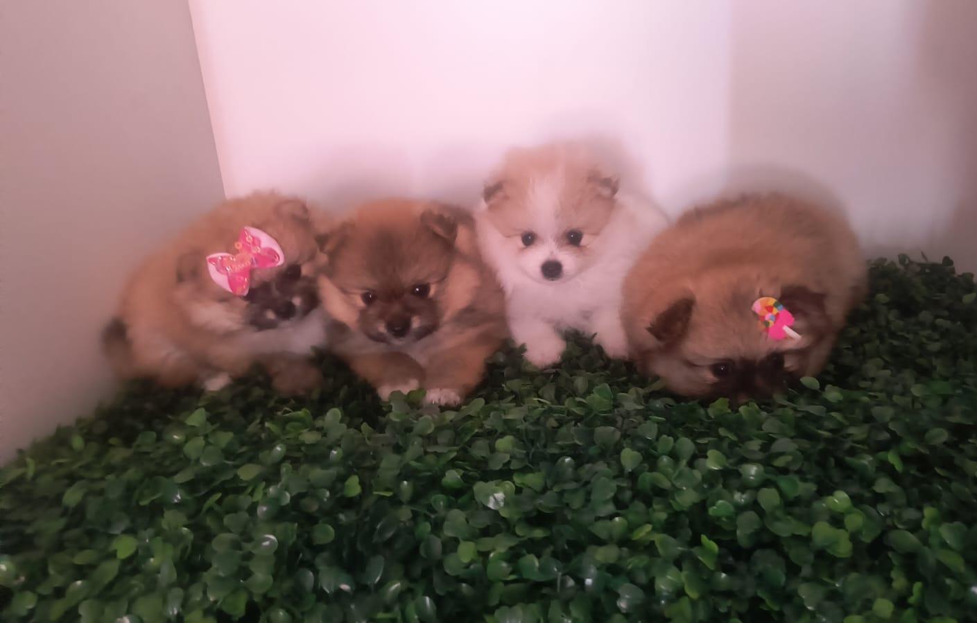 Vendo filhotes de Spitz alemão macho e fêmea 