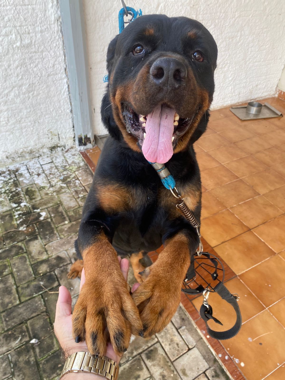 Portal Vendocão Rottweiller Palmas