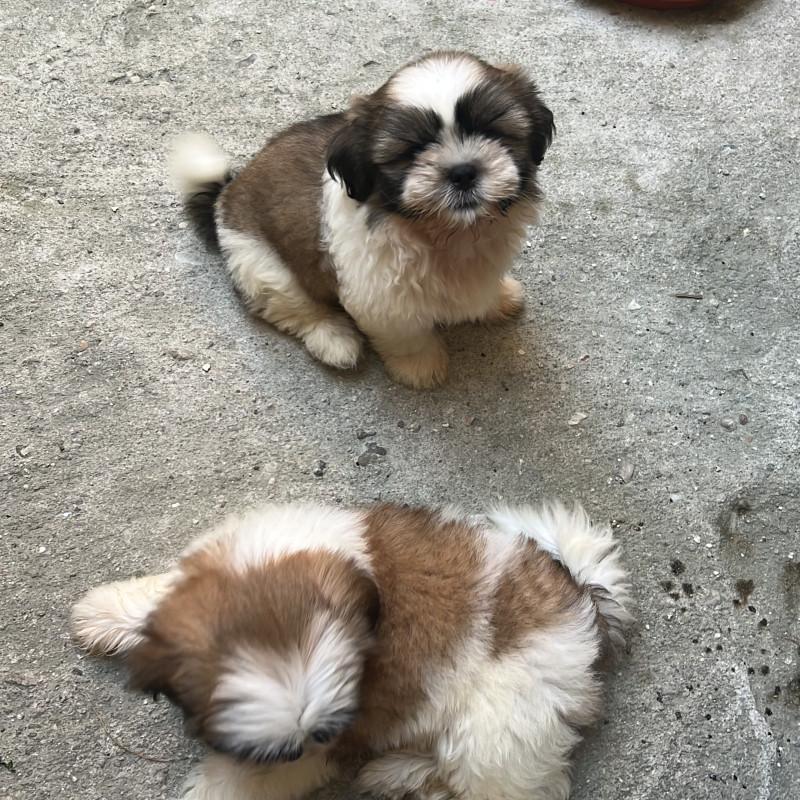 Filhotes de Shihtzu (01 fêmea e 02 machos) - Foto 2