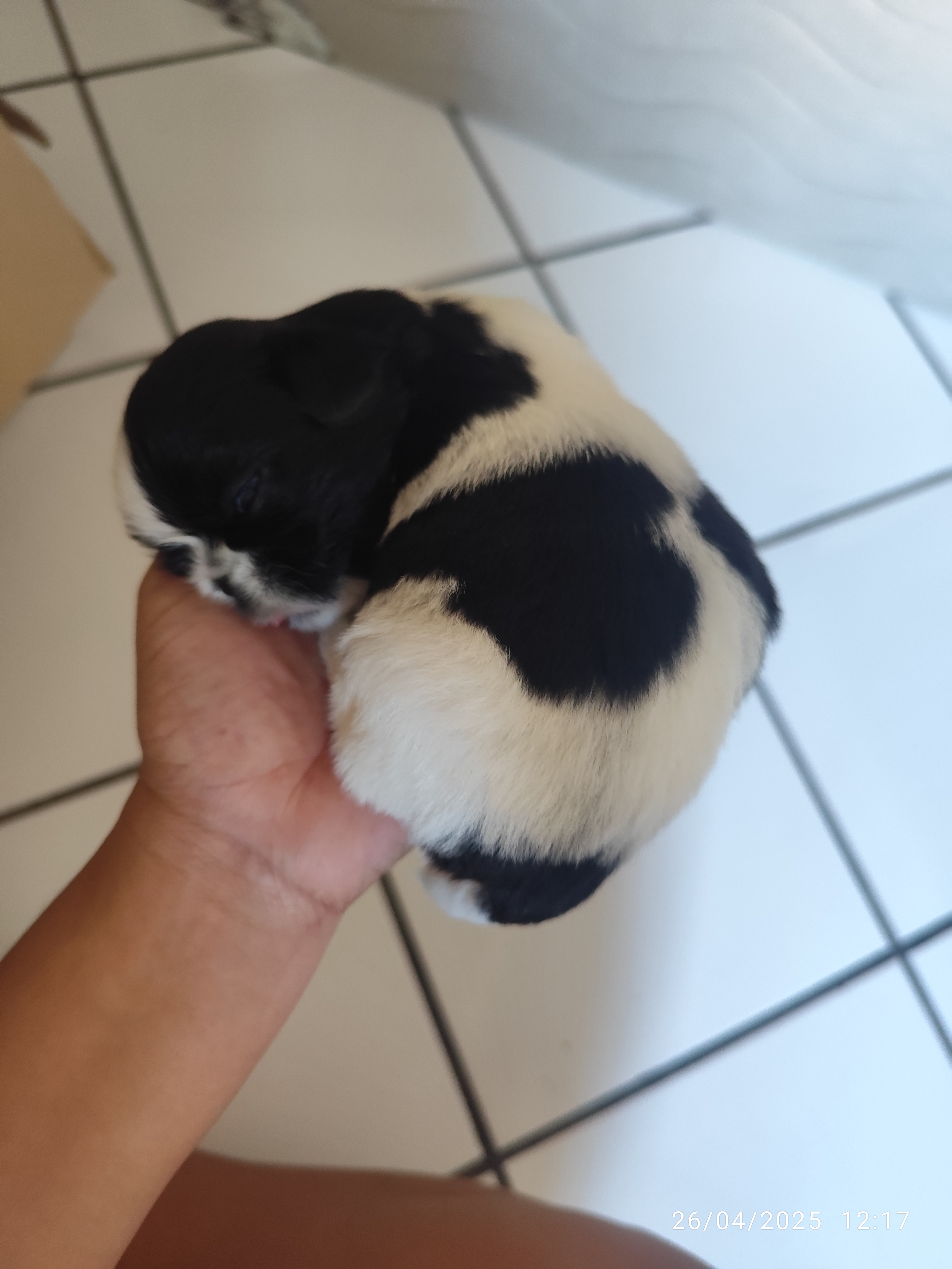 Portal Vendocão Vendo shih tzu puro vacinado  Lauro de Freitas