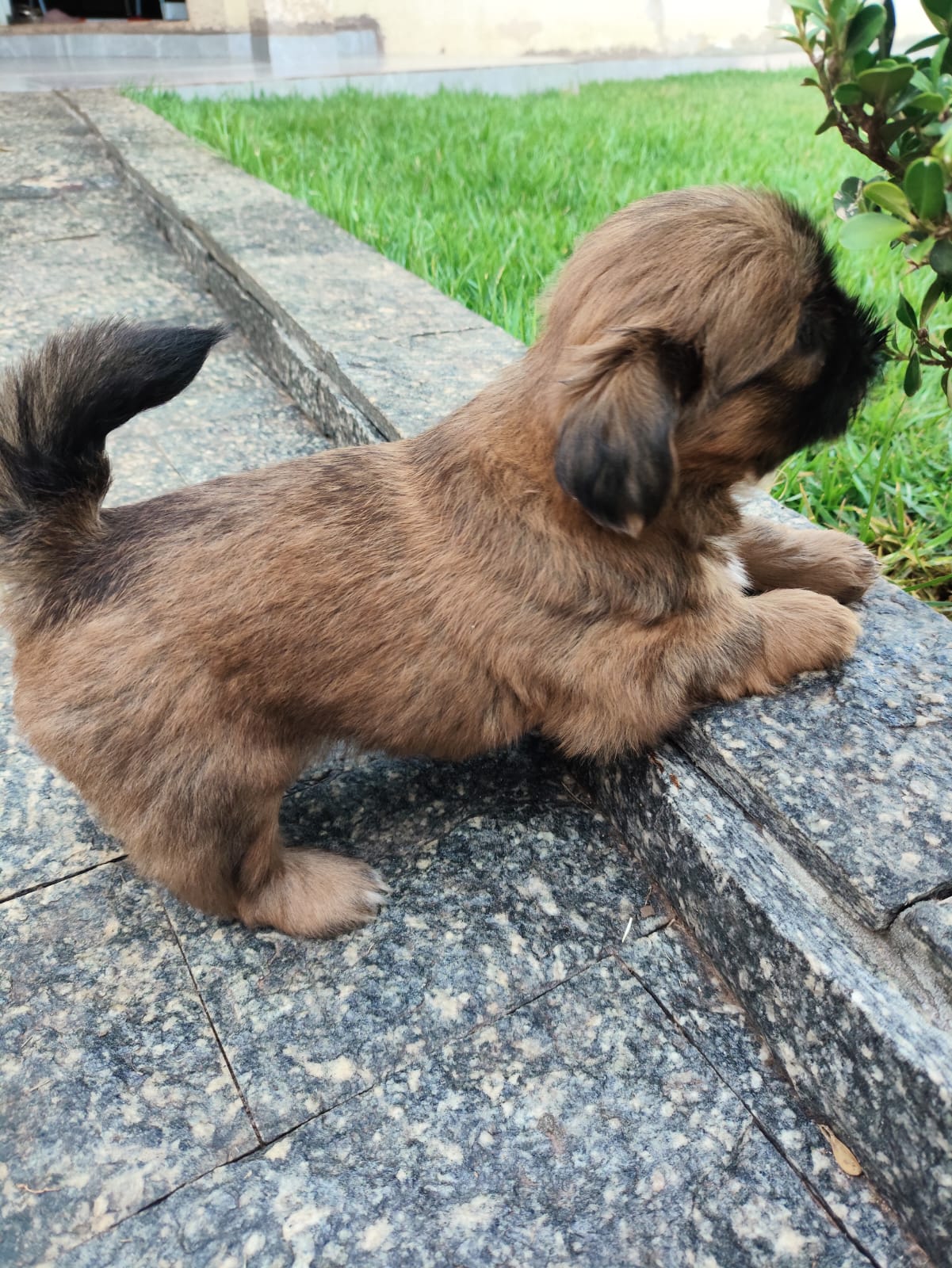 Portal Vendocão Vendo fêmea de Shih tzu  francisco beltrao