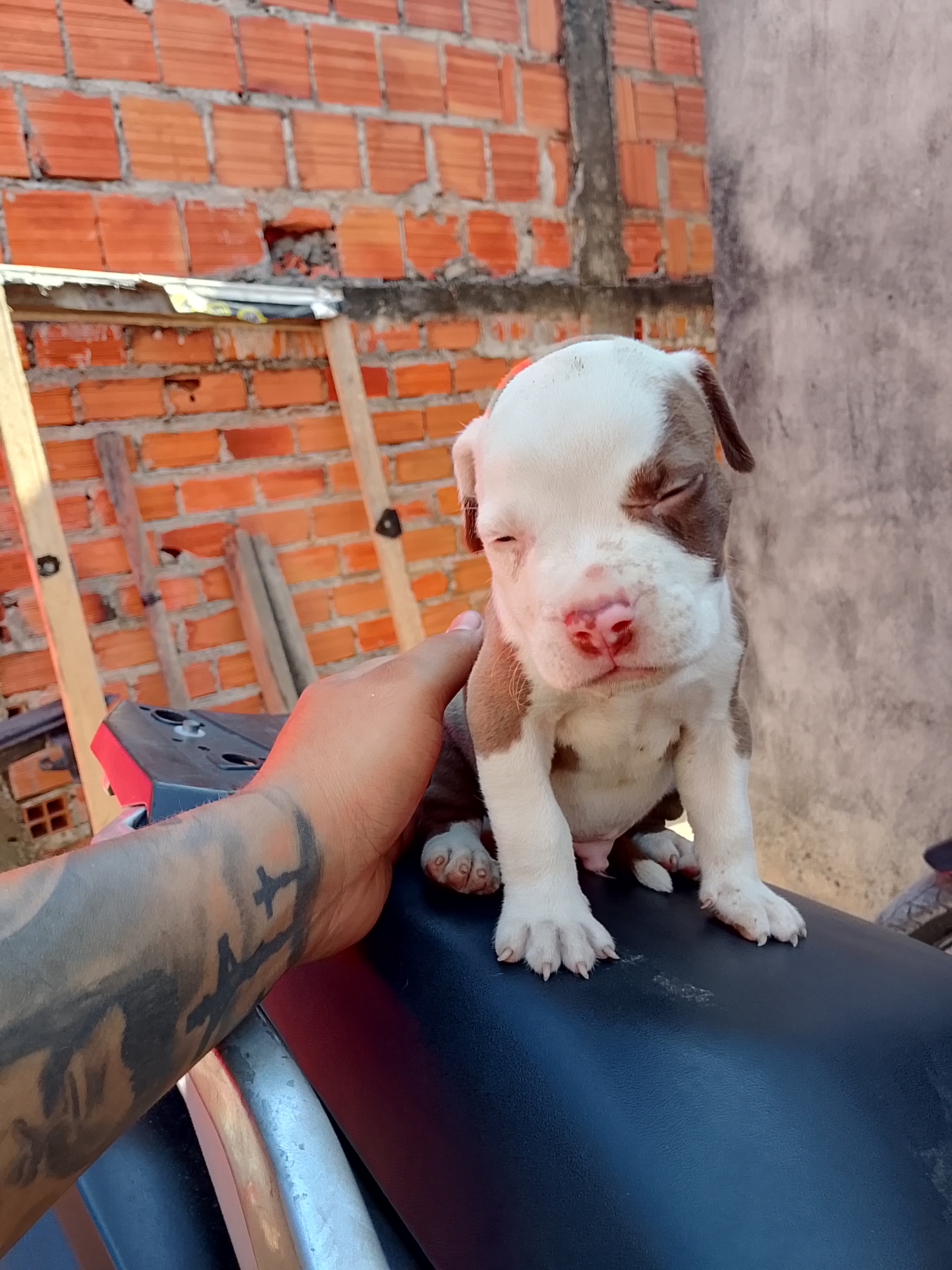 Portal Vendocão Filhote de Pittbull American no precinho Manaus