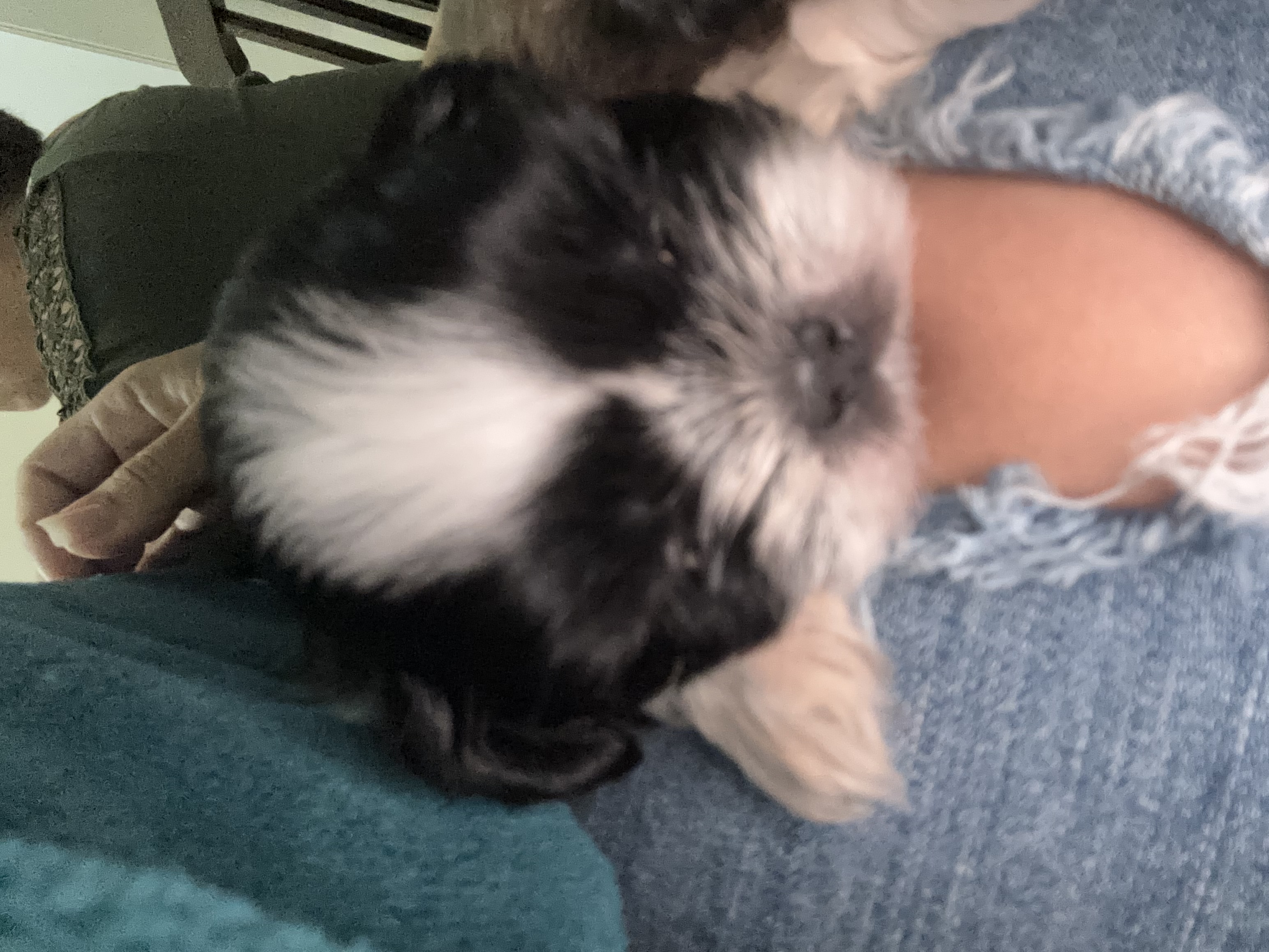 Portal Vendocão Vendo Shi Tzu Cravinhos