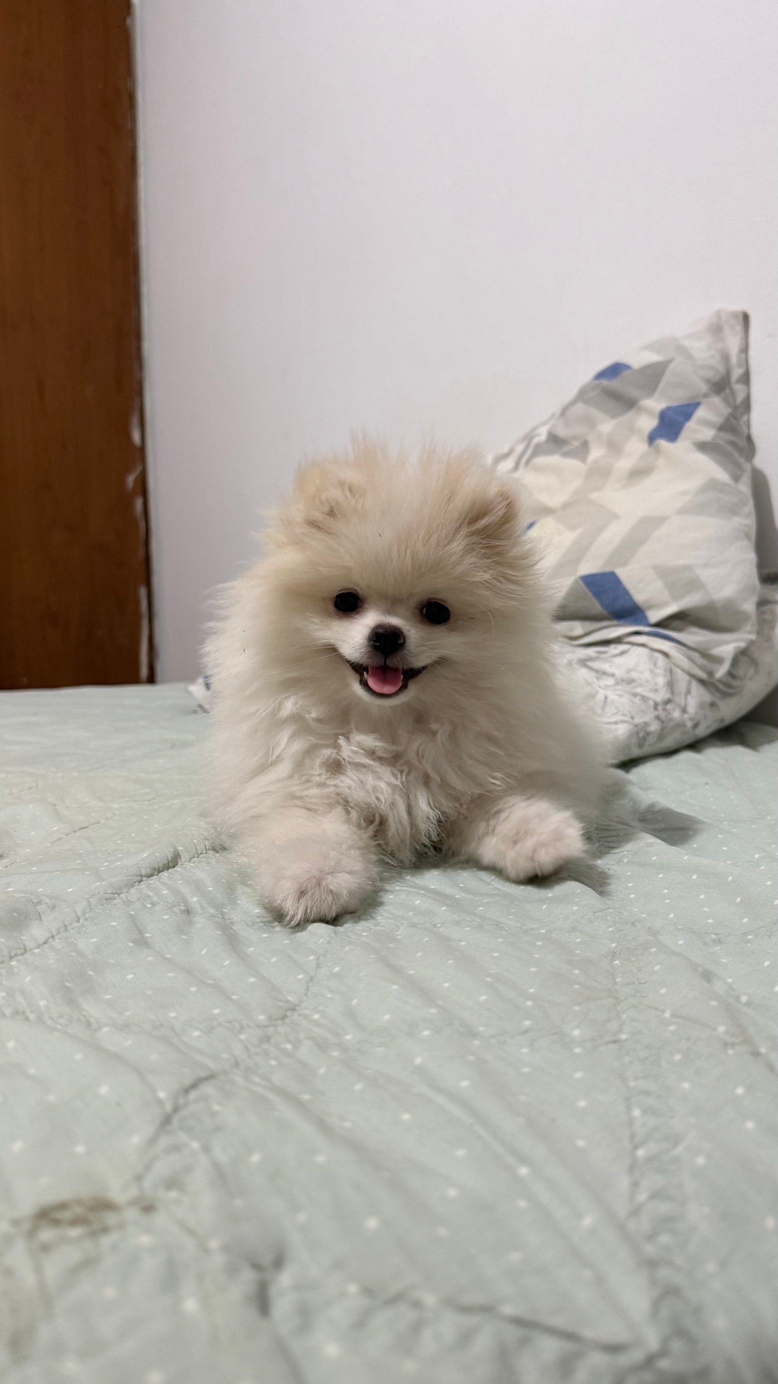 Lulu da pomerânia baby face fêmea - Foto 2