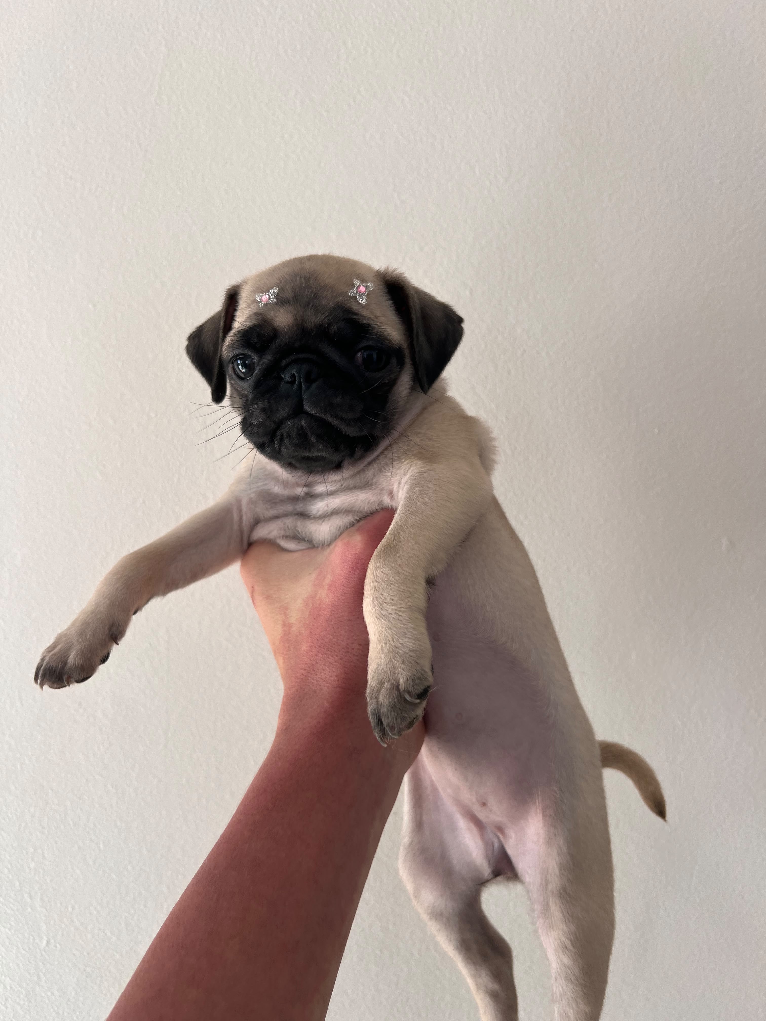 Filhotes de pug - Foto 3