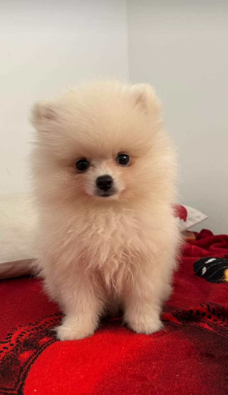 Filhote Lulu da Pomerânia (Spitz Alemão) - Foto 1