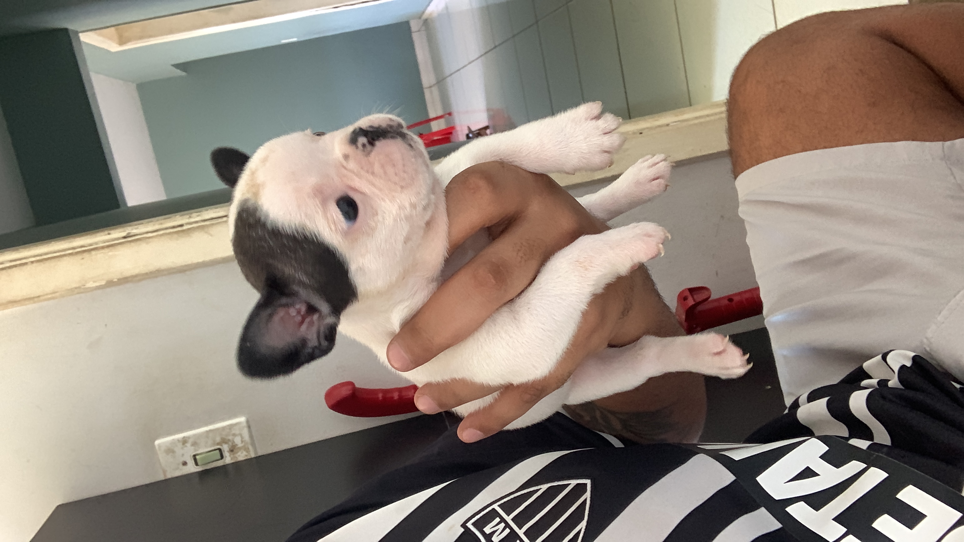 Buldogue francês  - Foto 5