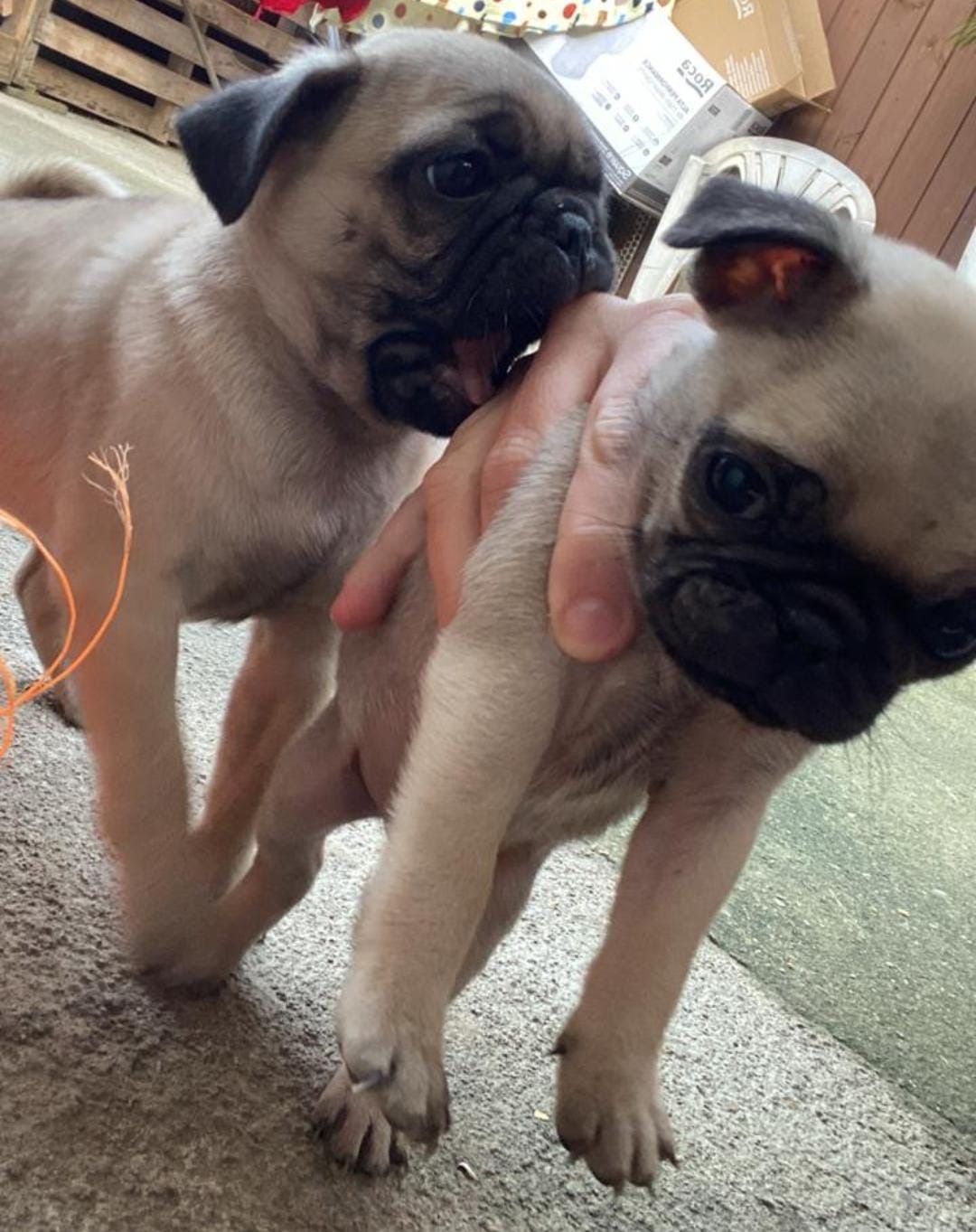 Portal Vendocão Filhote de Pug  Balneário Camboriú 
