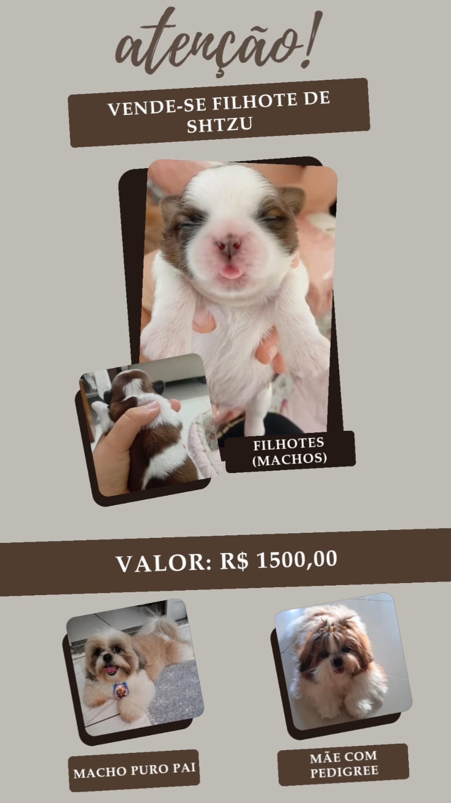 Portal Vendocão VENDA DE FILHOTE DE SHIHTZU SALVADOR