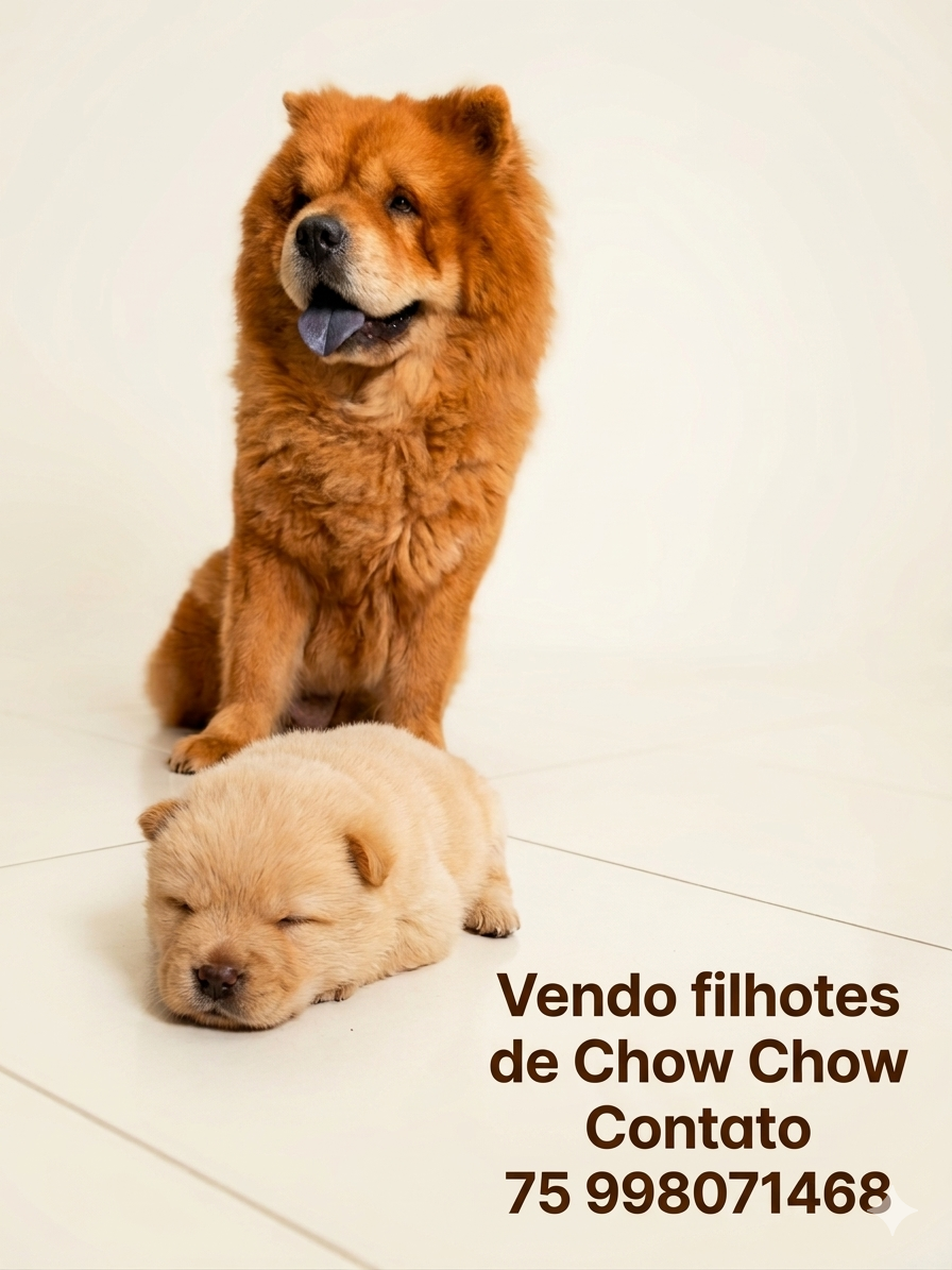 Filhotes de Chow Chow  - Foto 3