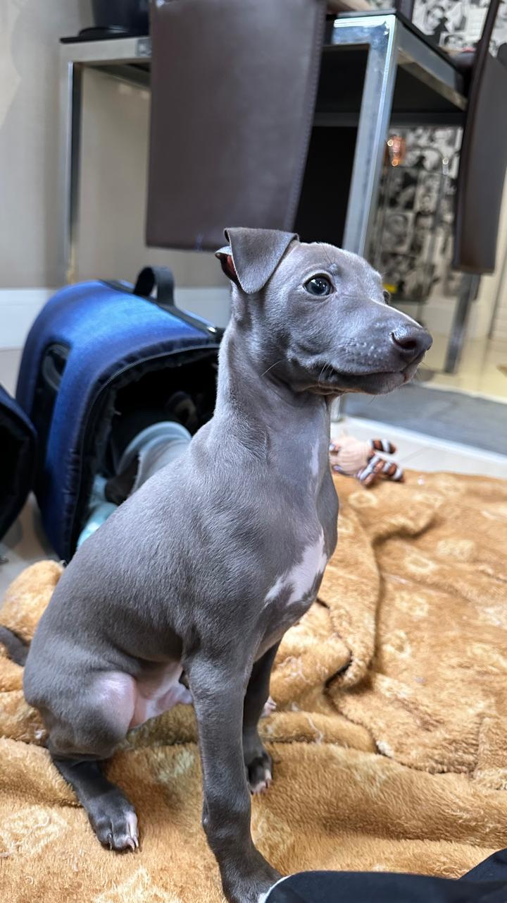 Portal Vendocão Filhote de mini Galgo Criciúma 