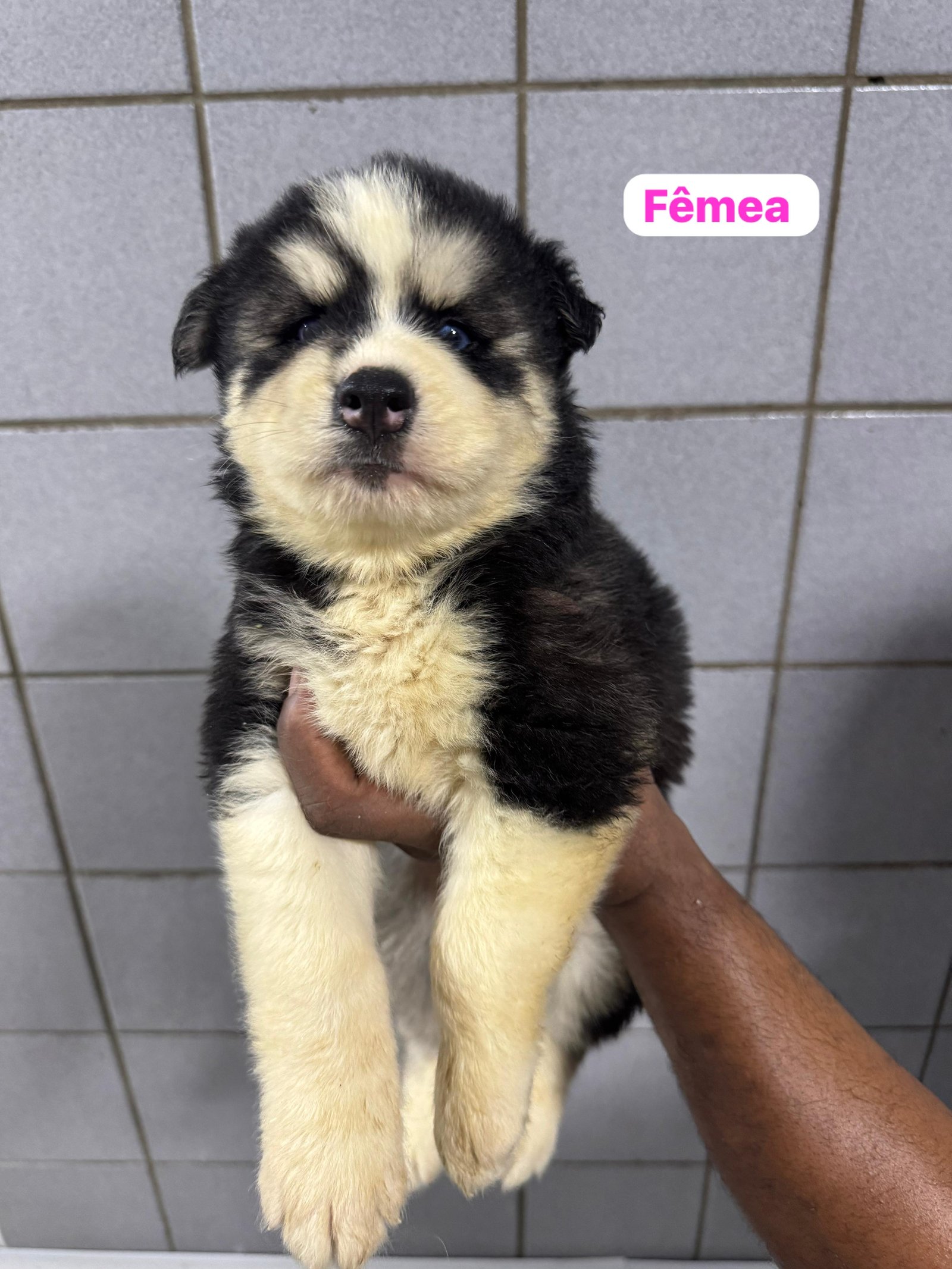 Filhotes de husky siberiano legítimos  - Foto 5