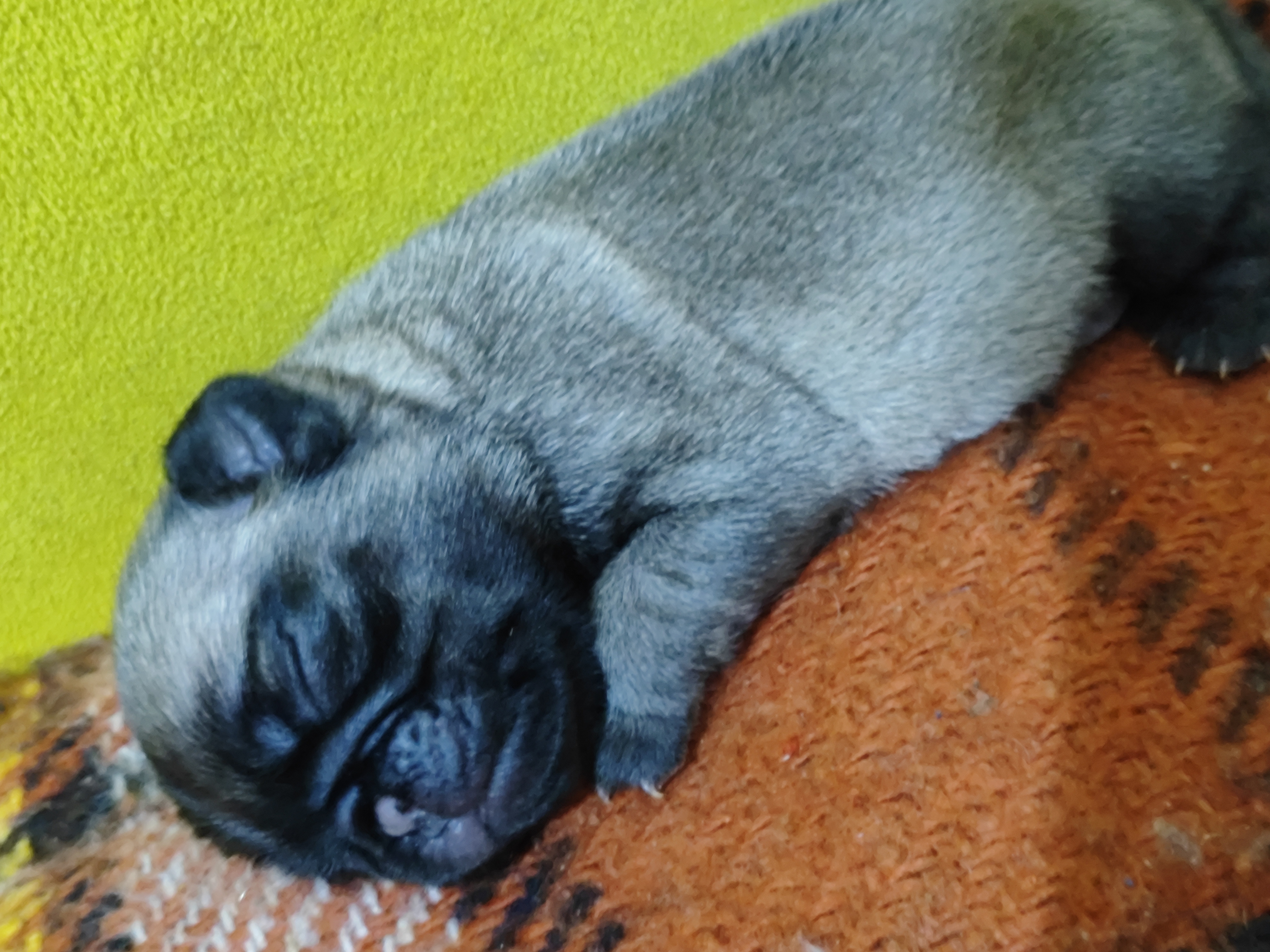 Portal Vendocão Filhotes de PUG Macho Arapongas 