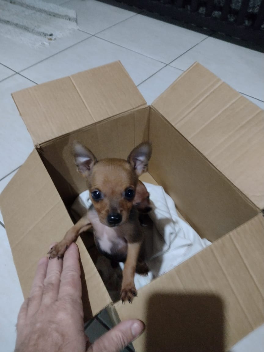 Portal Vendocão Vendo Pincher  Blumenau 
