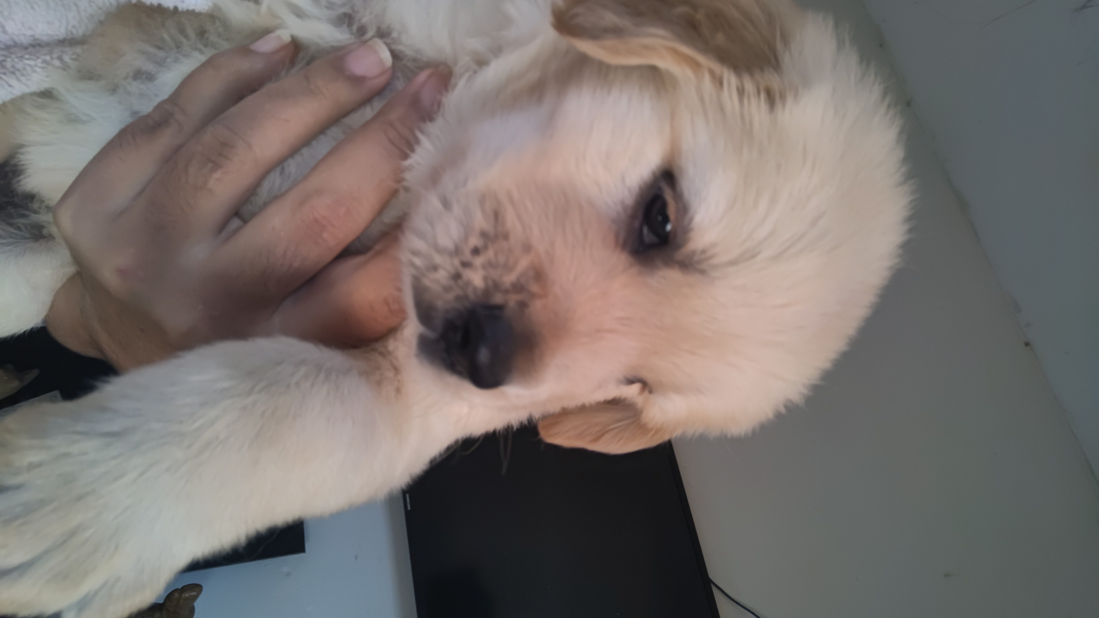Portal Vendocão Filhote Golden macho con pedigree Montes claros