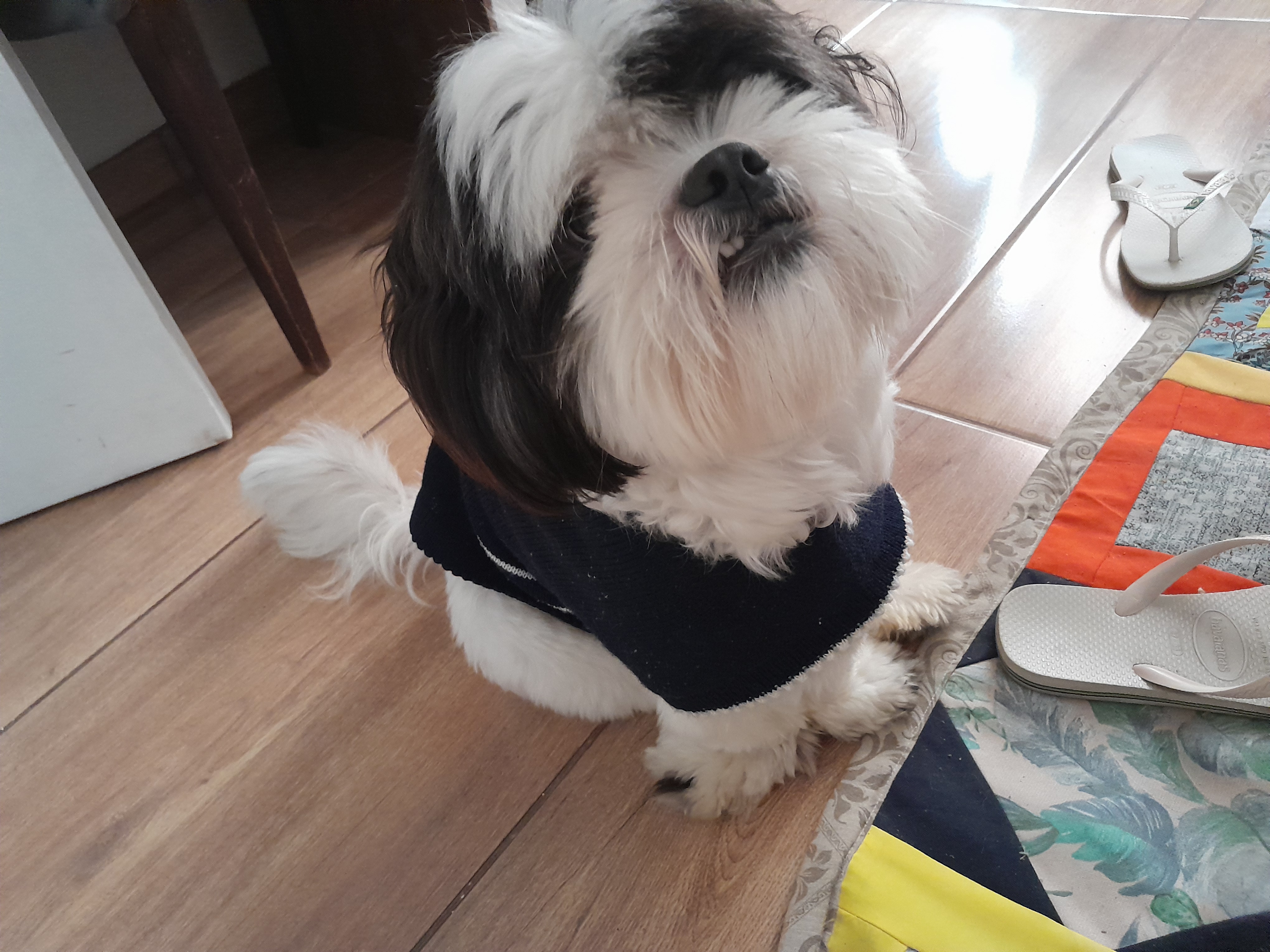 Portal Vendocão Vendo shih tzu Palhoça 
