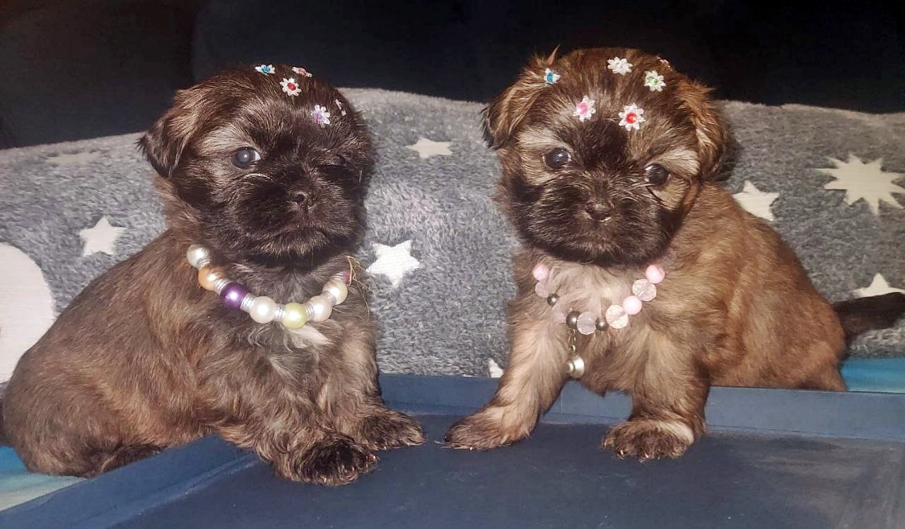 Portal Vendocão Filhotes de Shih Tzu à Pronta Entrega São Paulo