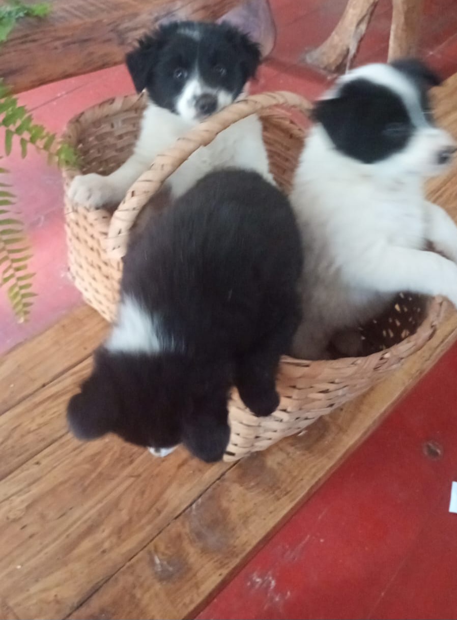 Filhotes border collie - Foto 1