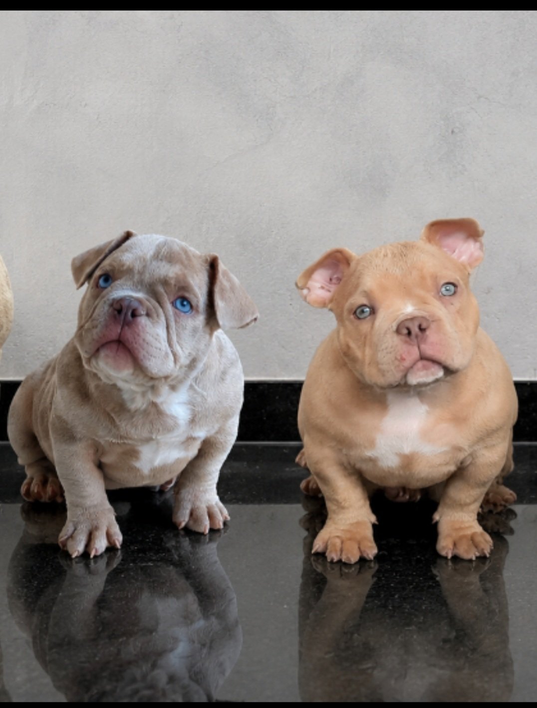 Filhotes de American Bully 