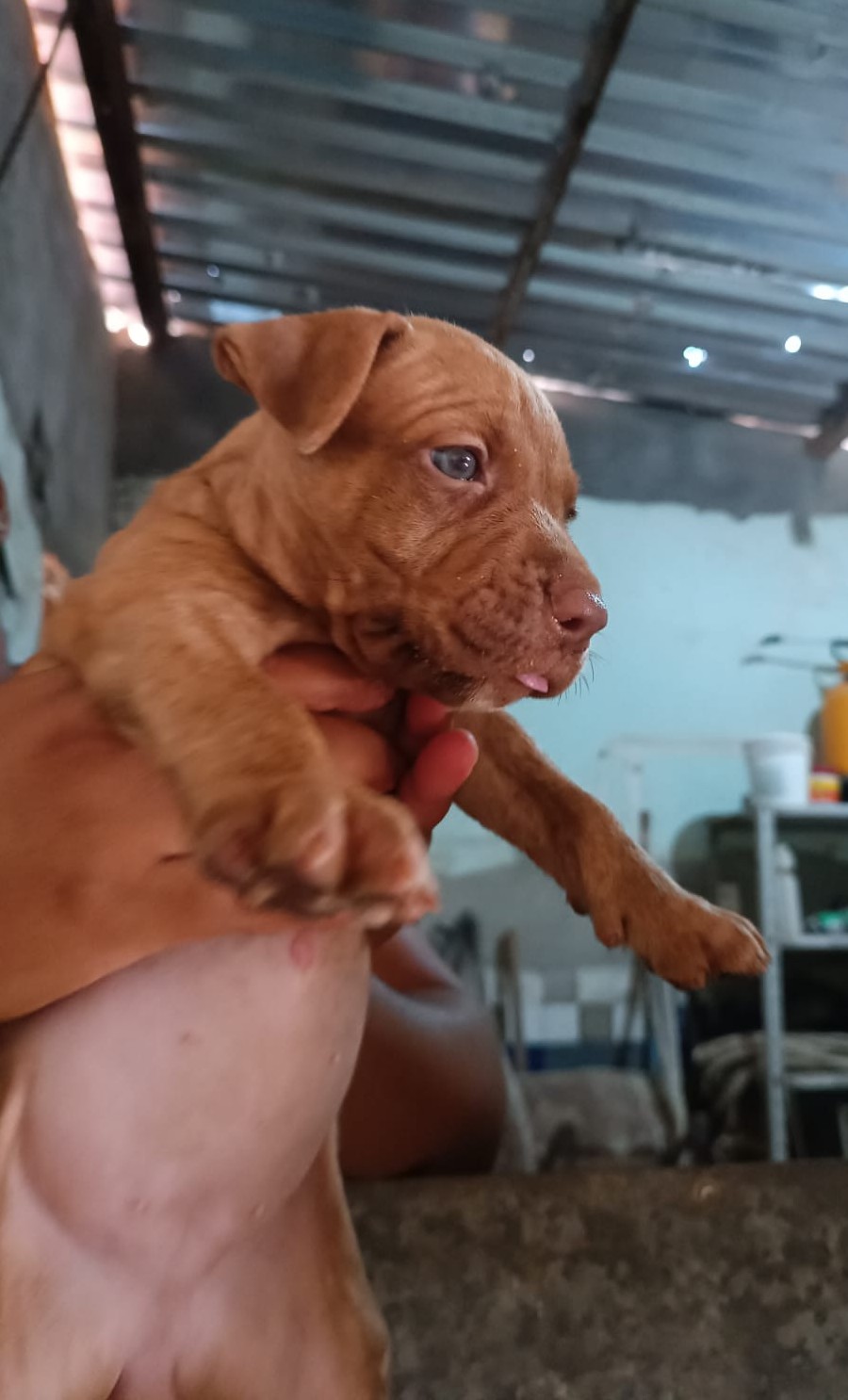 Portal Vendocão Vende se Pitbull fêmea  Cabedelo 