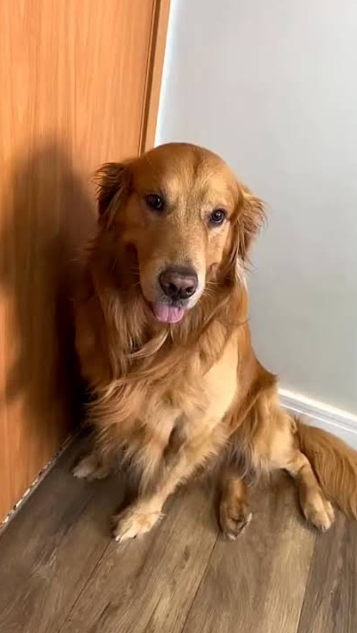 Golden retrive  - Foto 1
