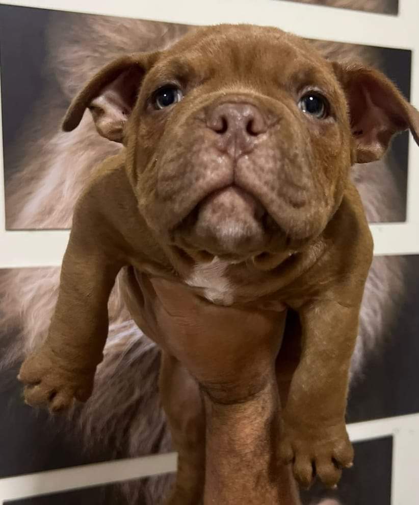 Portal Vendocão American bully  Jaguariaíva