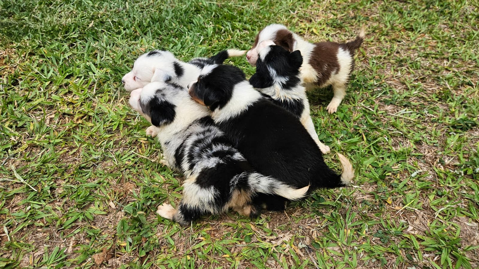 Filhotes de Border Collie - Foto 4