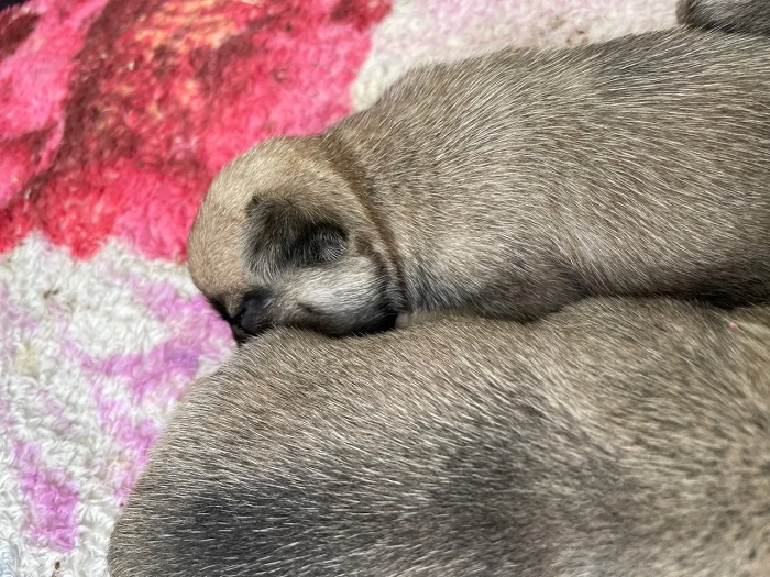 Portal Vendocão filhote de pug  campina grande 