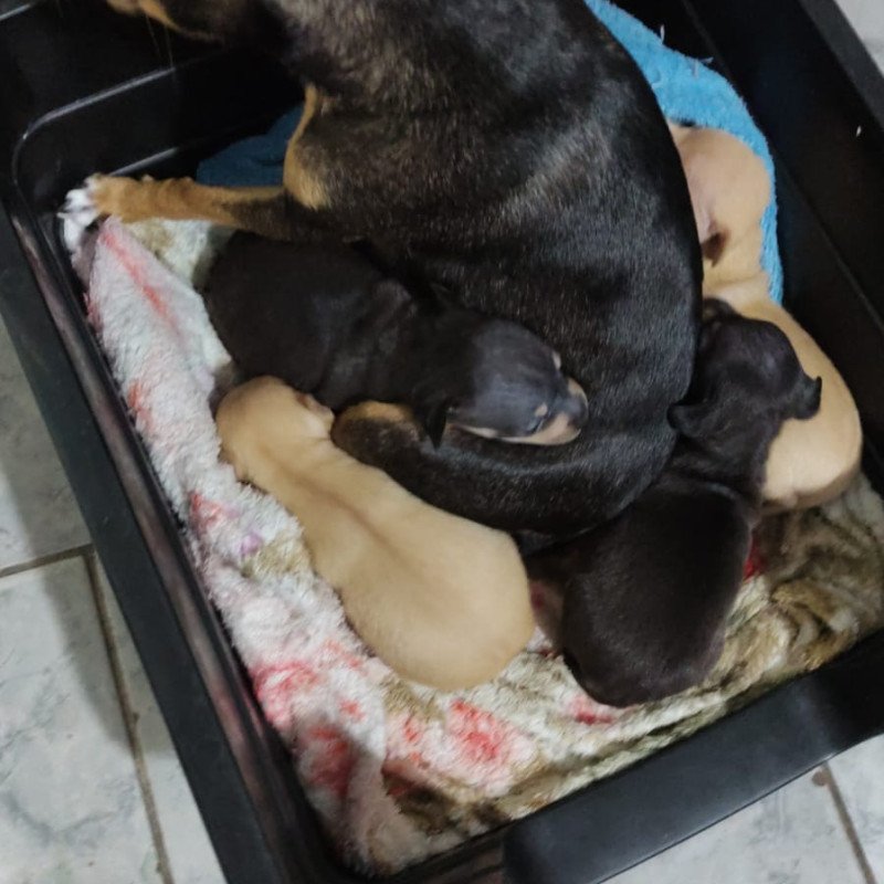 Vendo filhotes de Pinscher, 3 machinhos e uma fêmea(a clarinha)