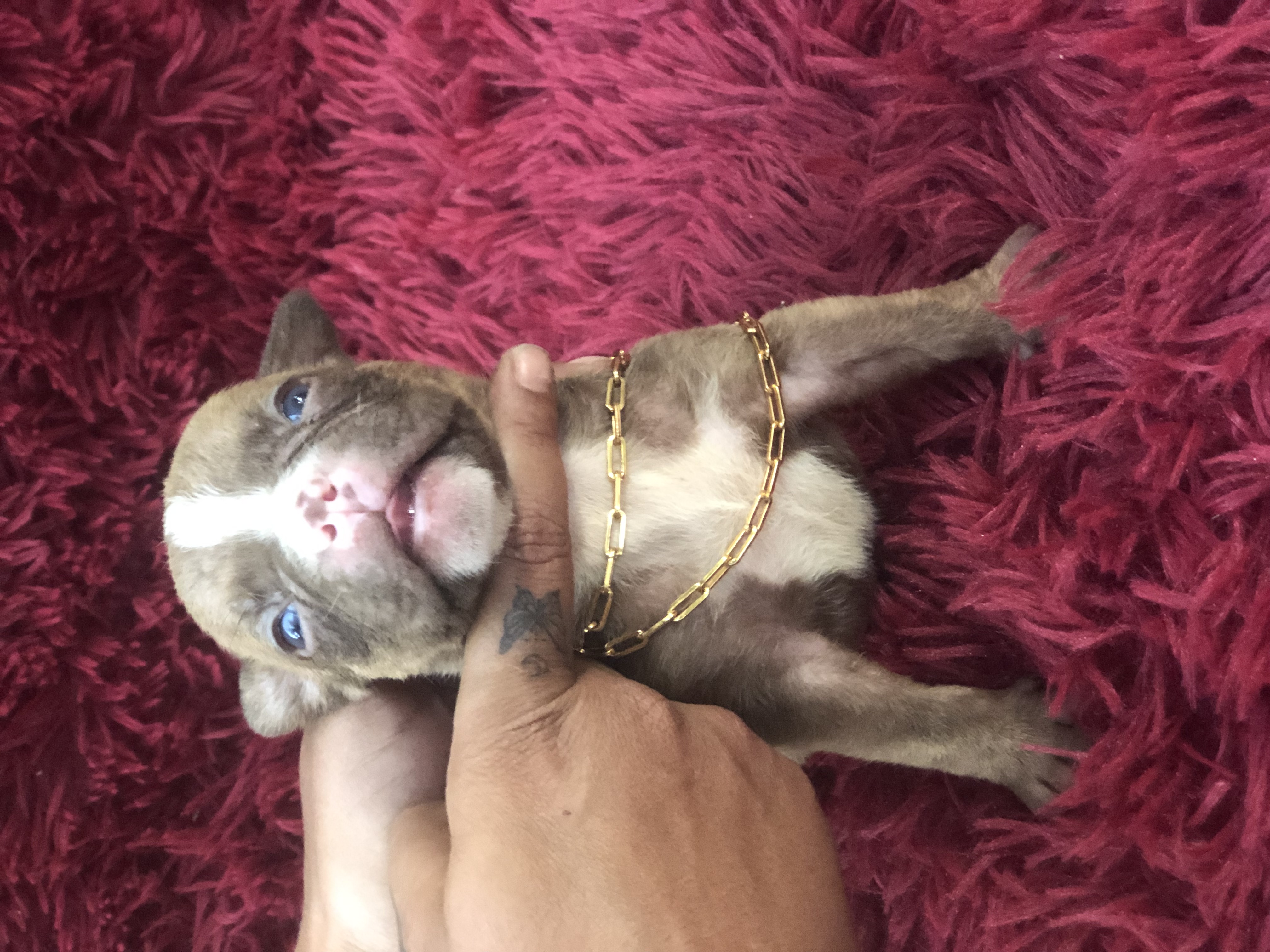 Portal Vendocão American bully  Nova Iguaçu 