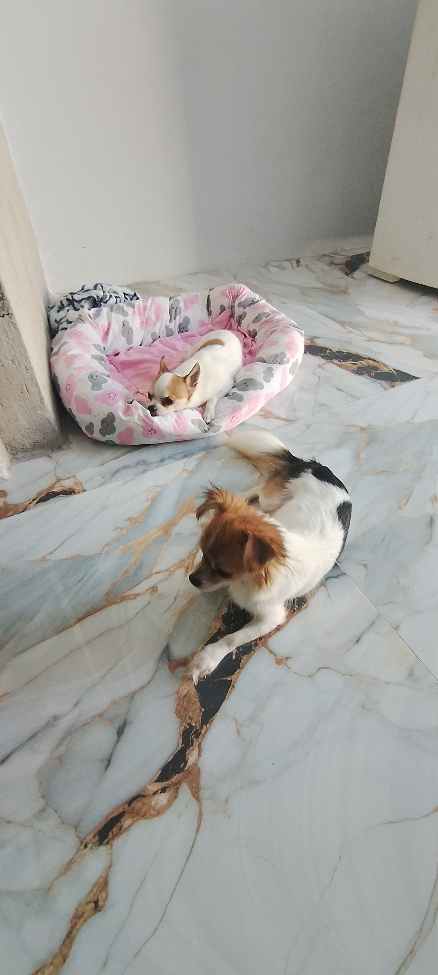 Portal Vendocão Casal Niterói 