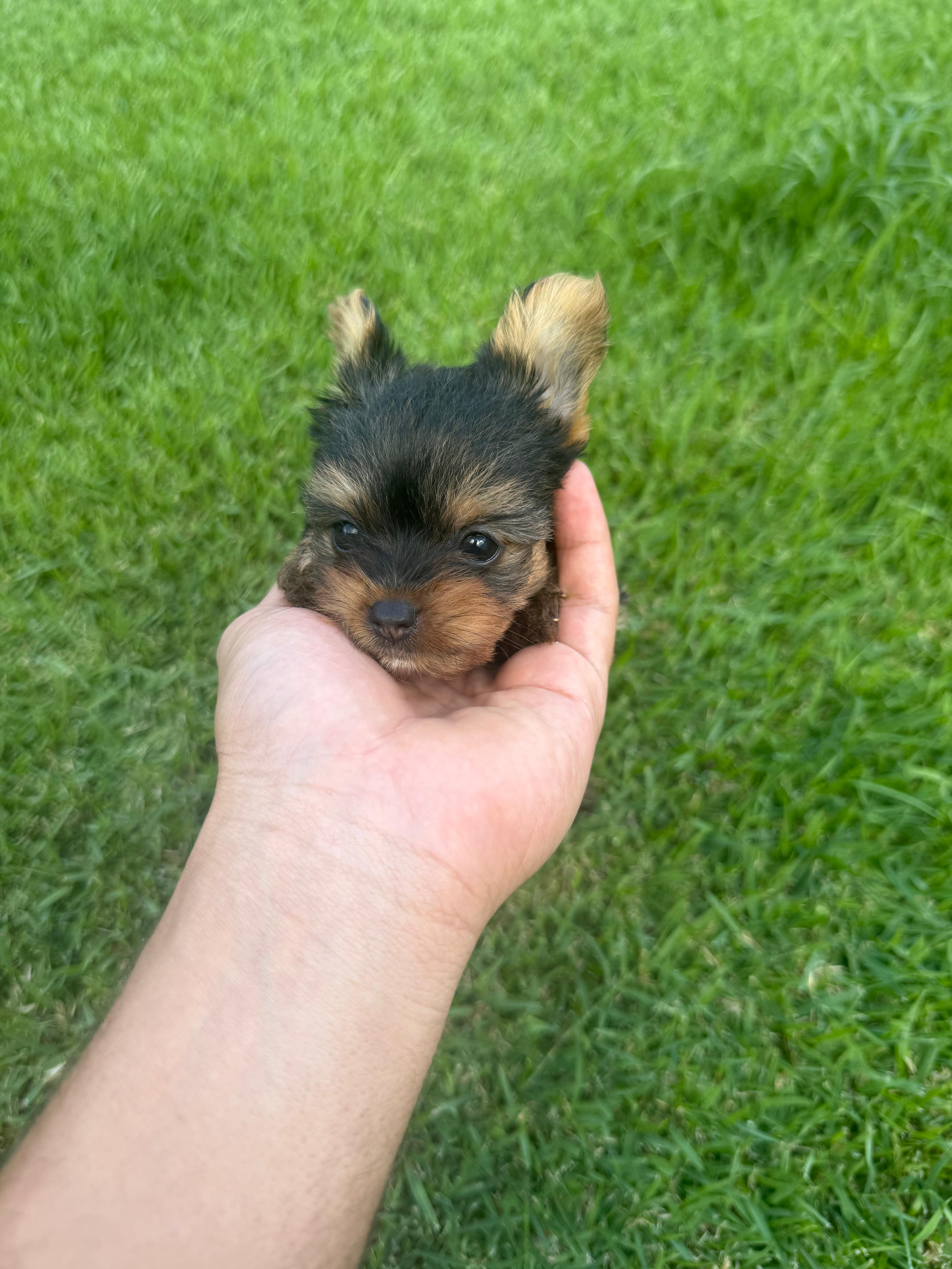 Vendo filhotes de Yorkshire terrier bibelô (minis) - Foto 1