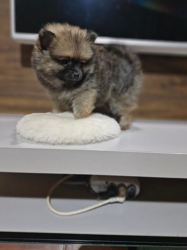 Lulu da pomerânia macho porte anão  - Foto 3