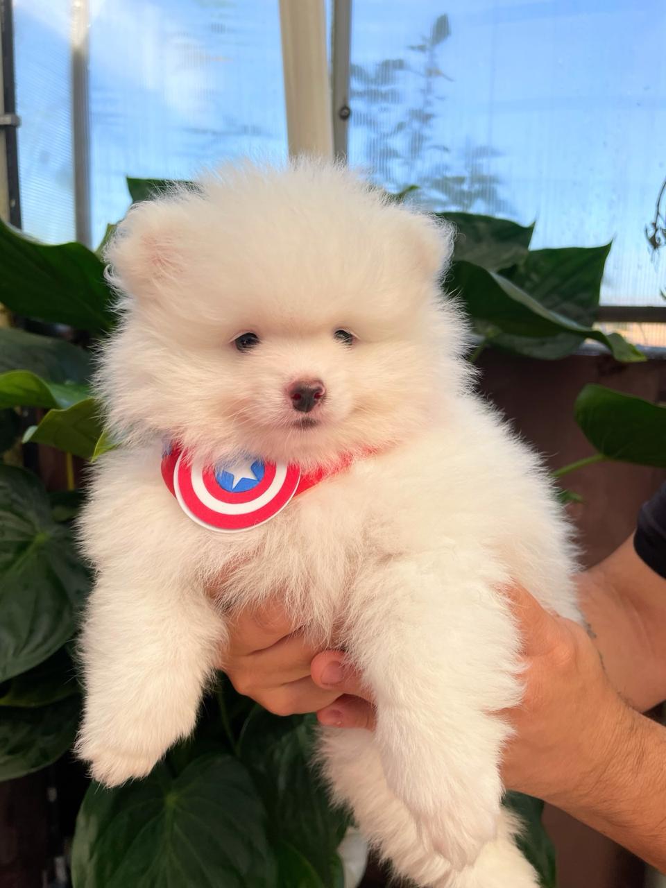 Filhotes spitz lulu da pomerania 