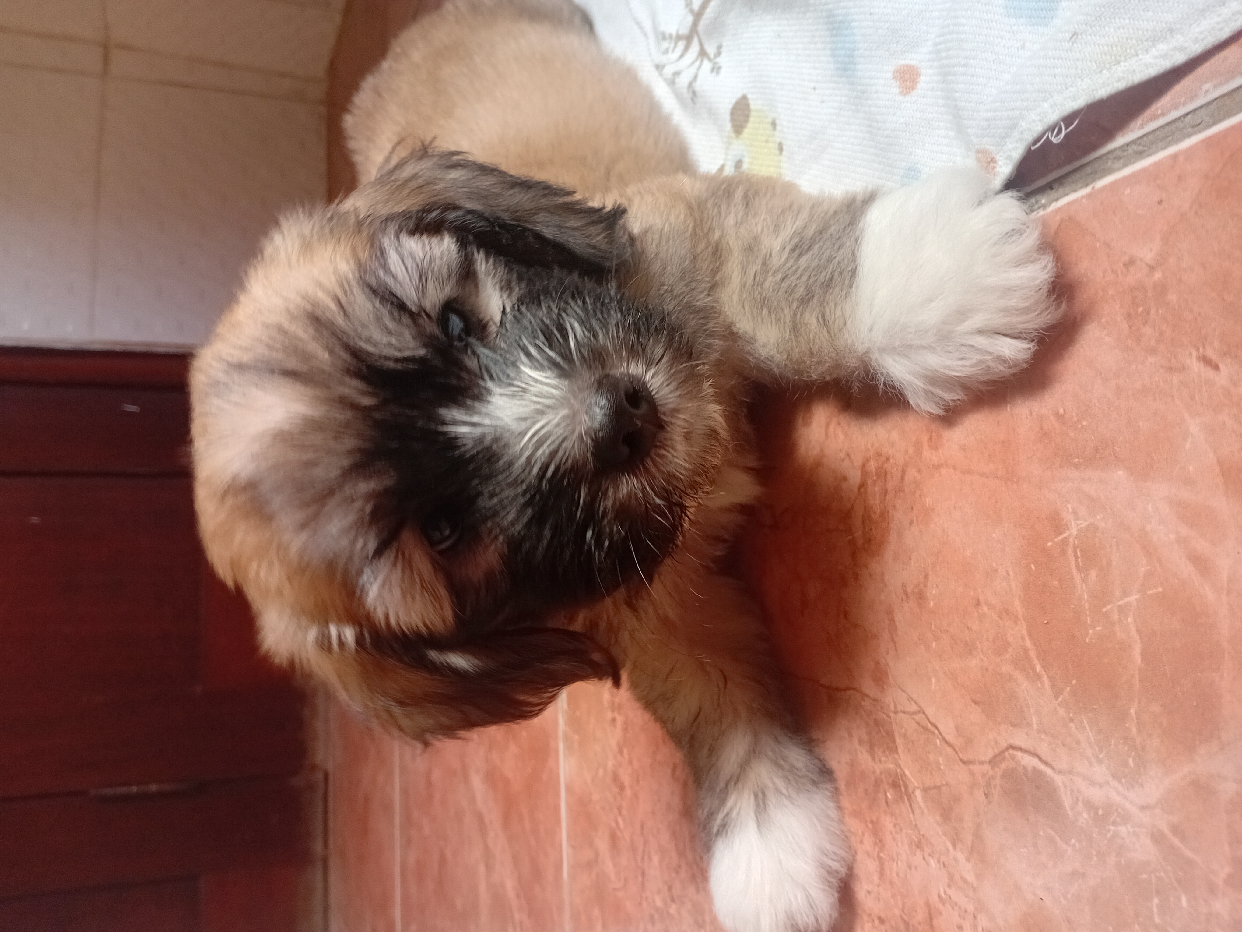 Cães a venda - Foto 2