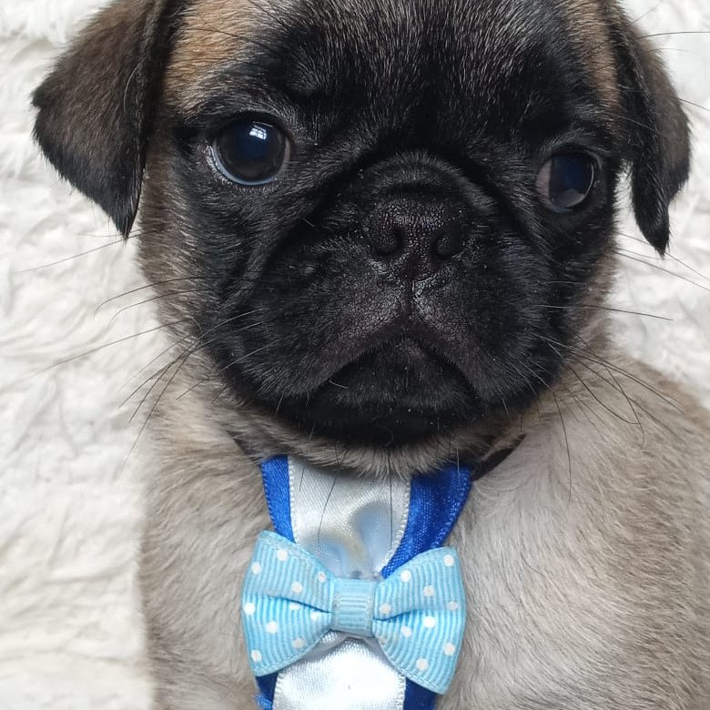 Pug - Foto 2