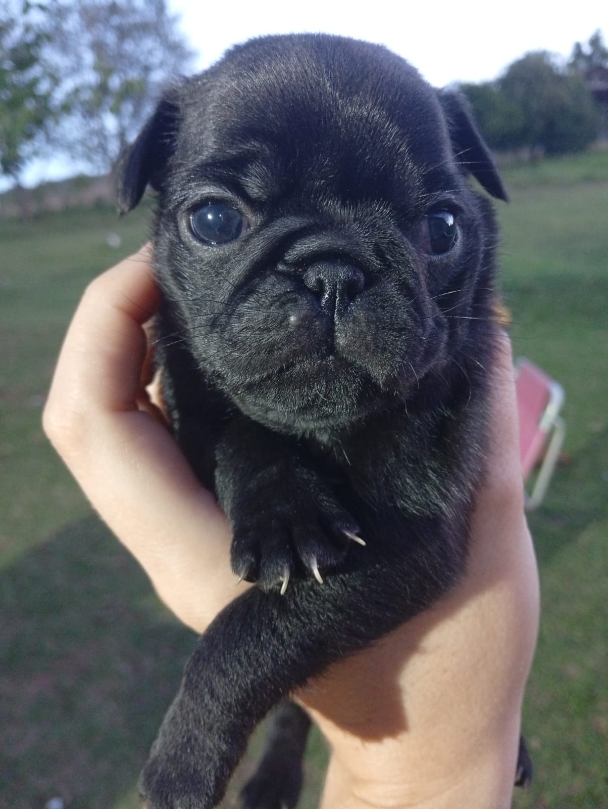 Filhote de pug - Foto 2