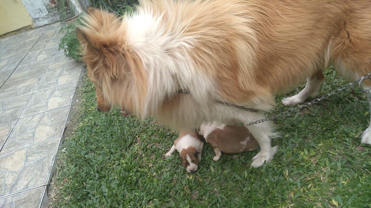 Portal Vendocão Lindos filhotes de Collie  Tramandaí 