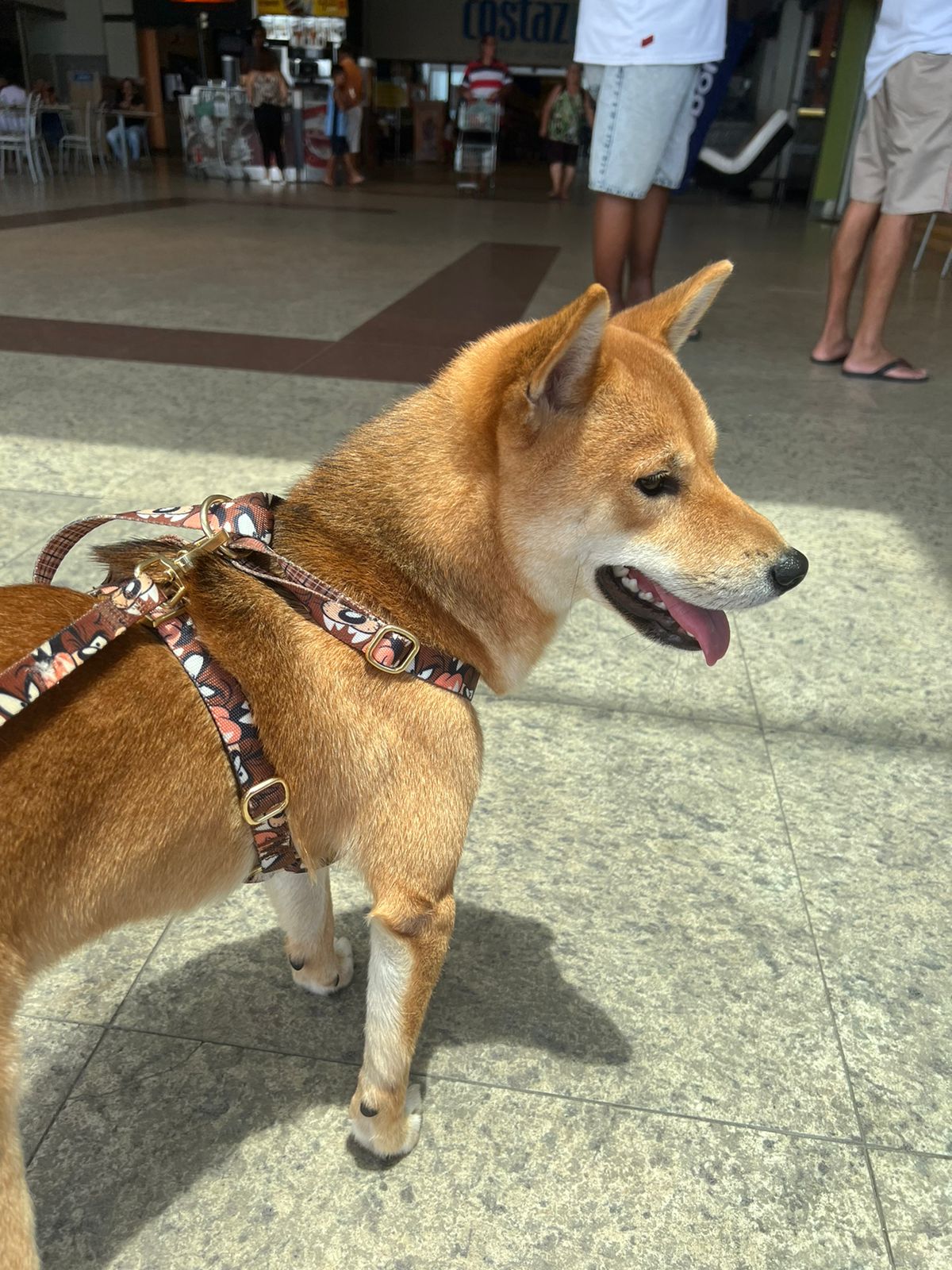 Portal Vendocão Filhote fêmea Shiba Inu  Rio de Janeiro 