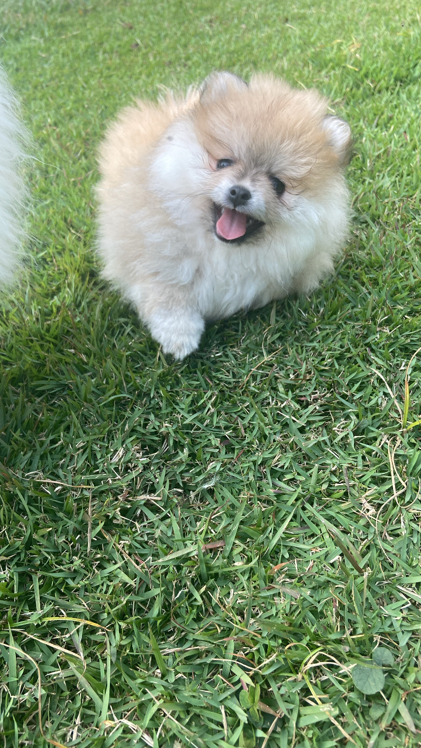 Portal Vendocão Filhotes de spitz alemão  Araçoiaba da Serra