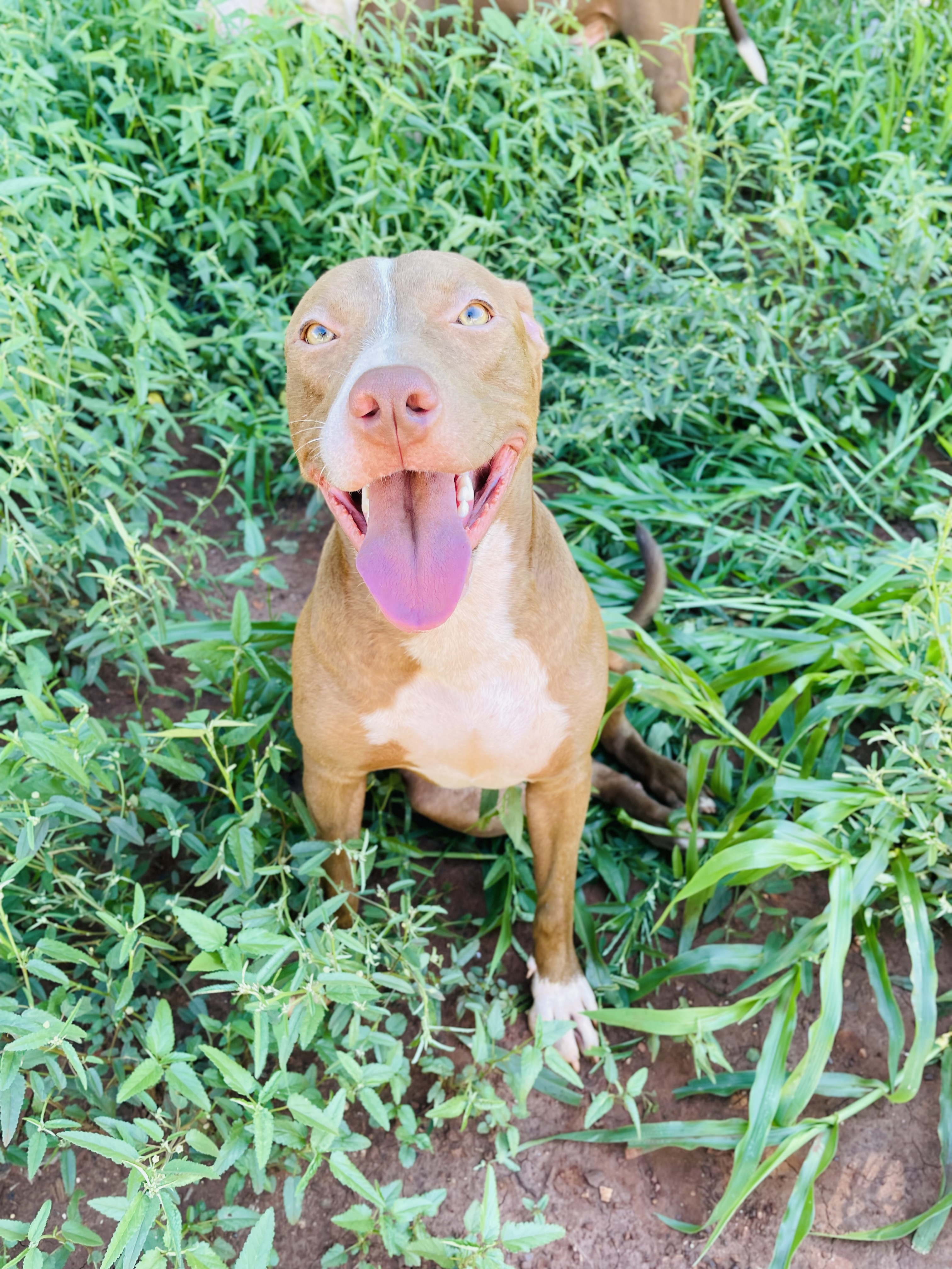 Portal Vendocão Pitbull  Jataizinho 
