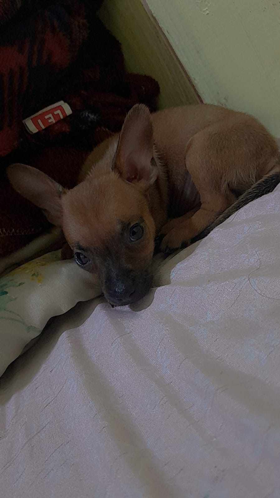 Vendo pinscher  - Foto 1