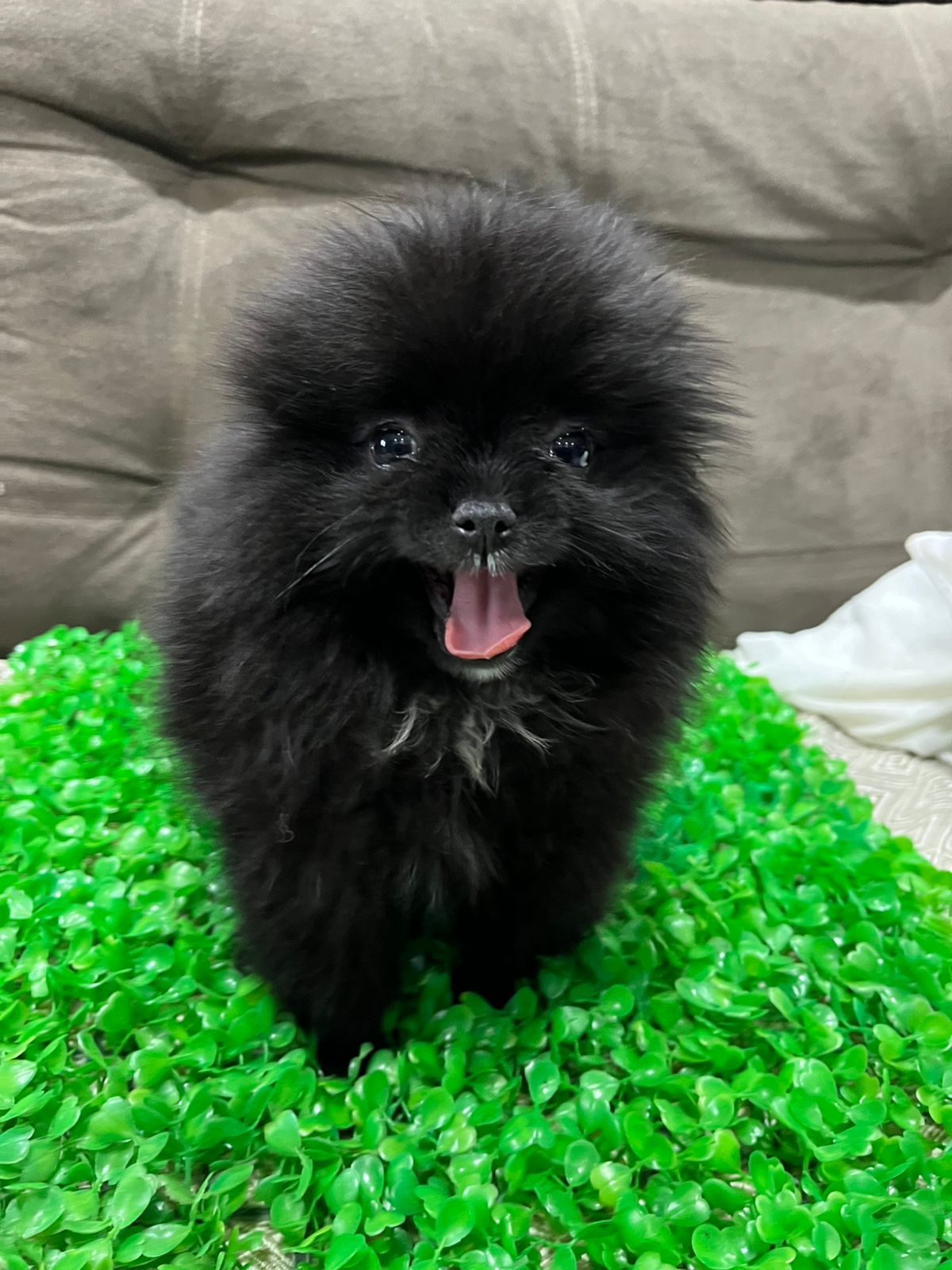 Spitz alemão  - Foto 2