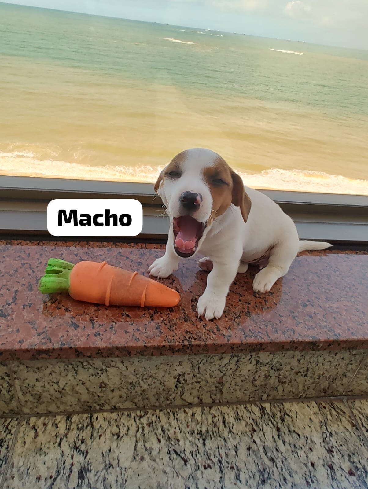 Portal Vendocão Filhotes de Jack Russell Terrier  Belo Horizonte
