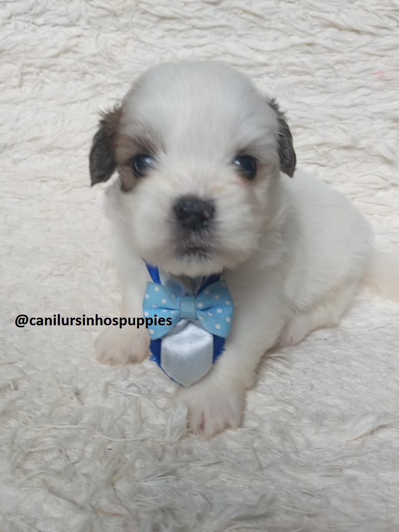 Portal Vendocão lhasa apso adquira hoje seu bebe #canilursinhospuppies  capão redondo 