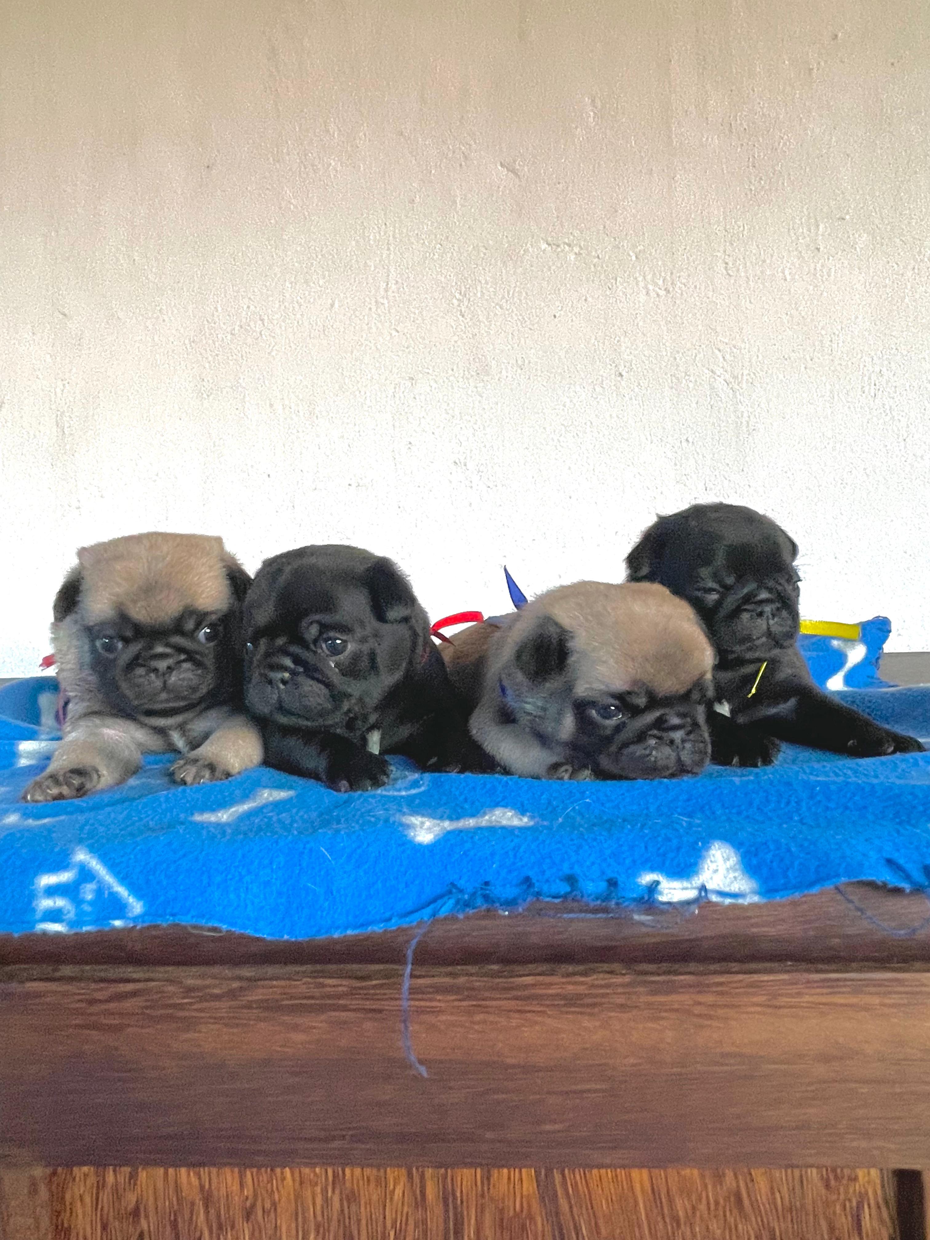 Portal Vendocão Filhotes Pugs Machos - Pedigree, Microchip, Vacina, Vermífugo BETIM