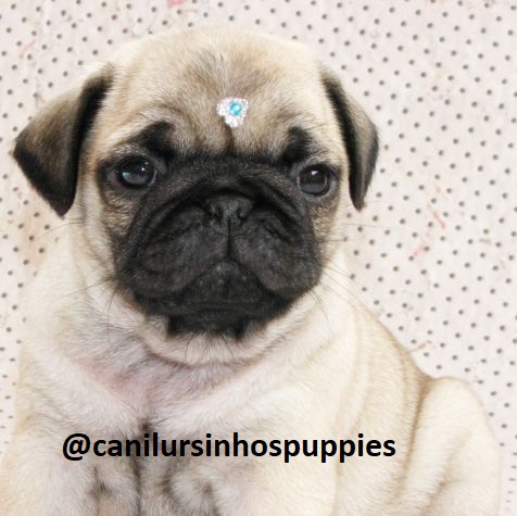 Portal Vendocão pug lindos bebes disponível garanta hoje seu  holambra 