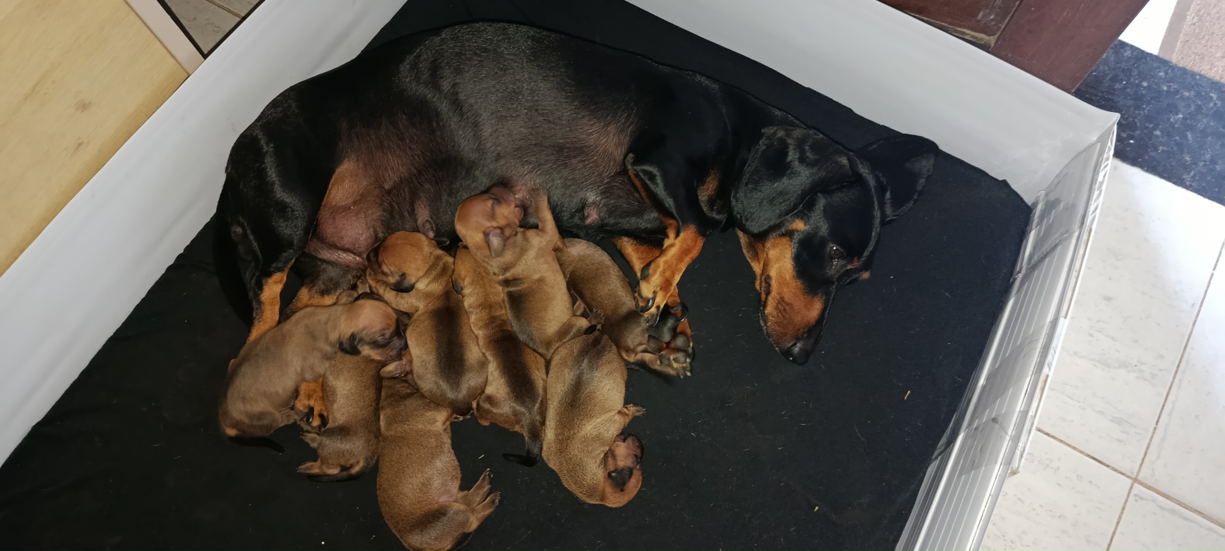 Filhotinhos de dachshund Salsichinha - Foto 3