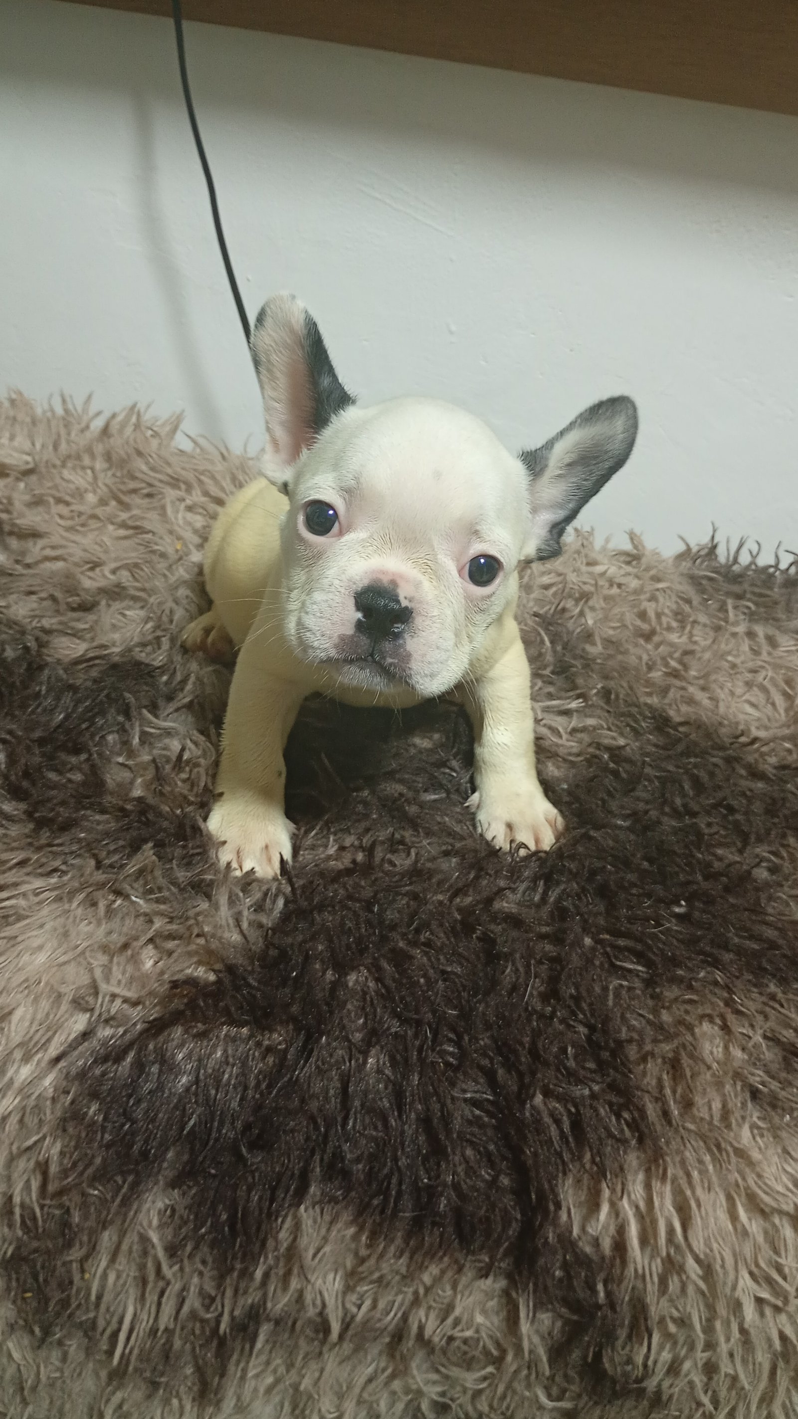 Bulldog francês Macho