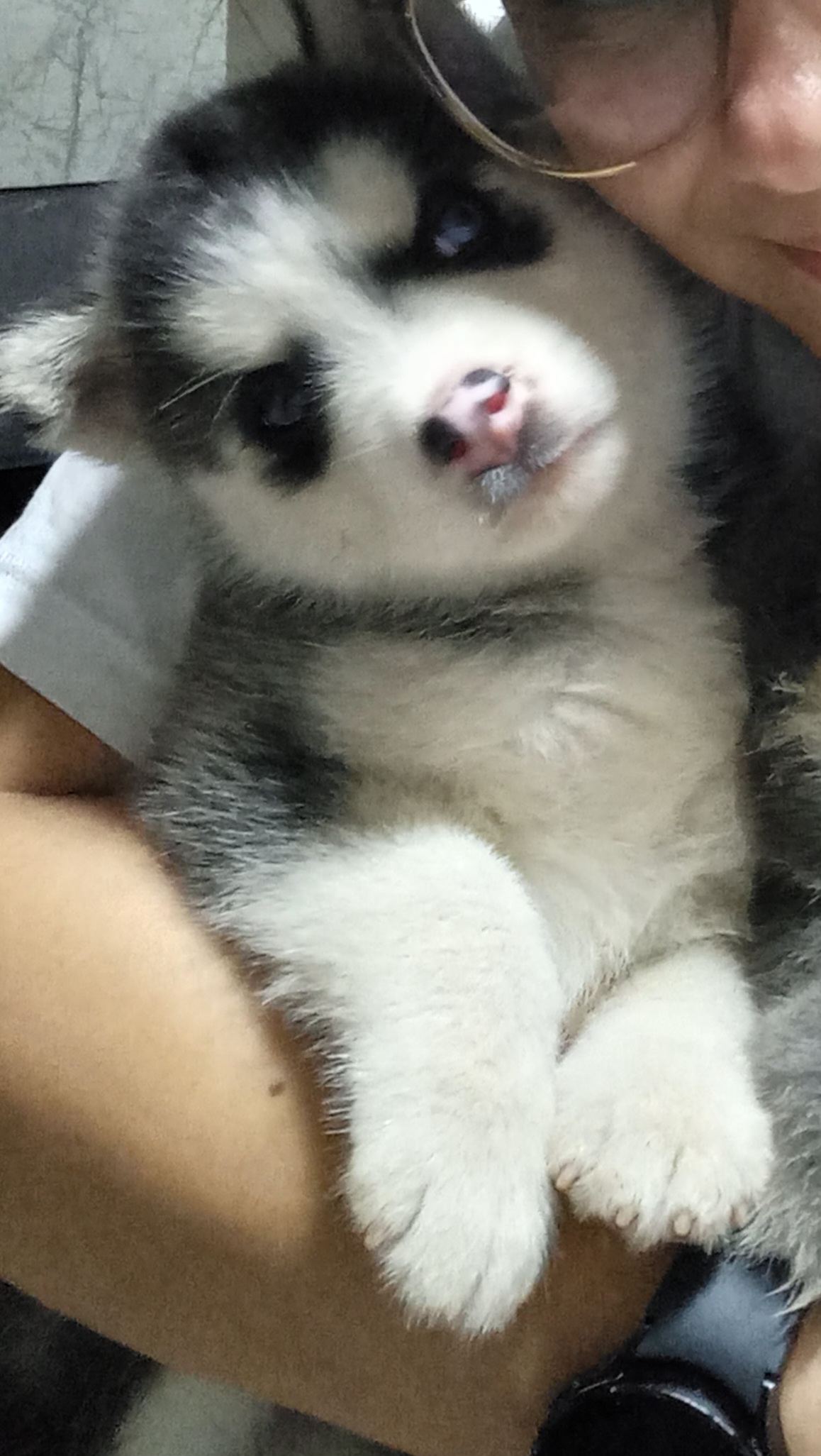 Portal Vendocão Filhote Husky Siberiano  Rio Branco 